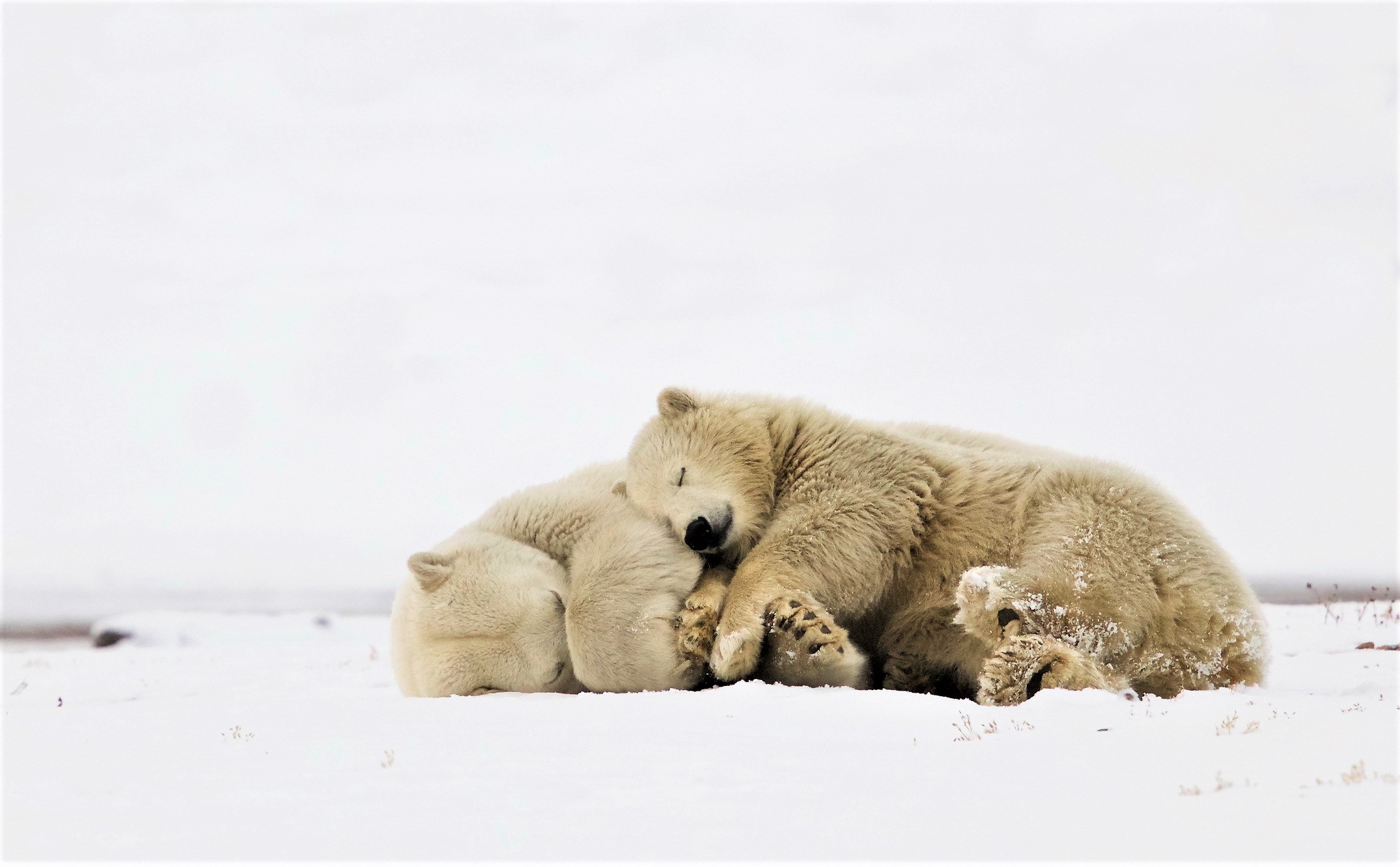 Free download wallpaper Bears, Animal, Sleeping, Cute, Polar Bear, Cuddle on your PC desktop