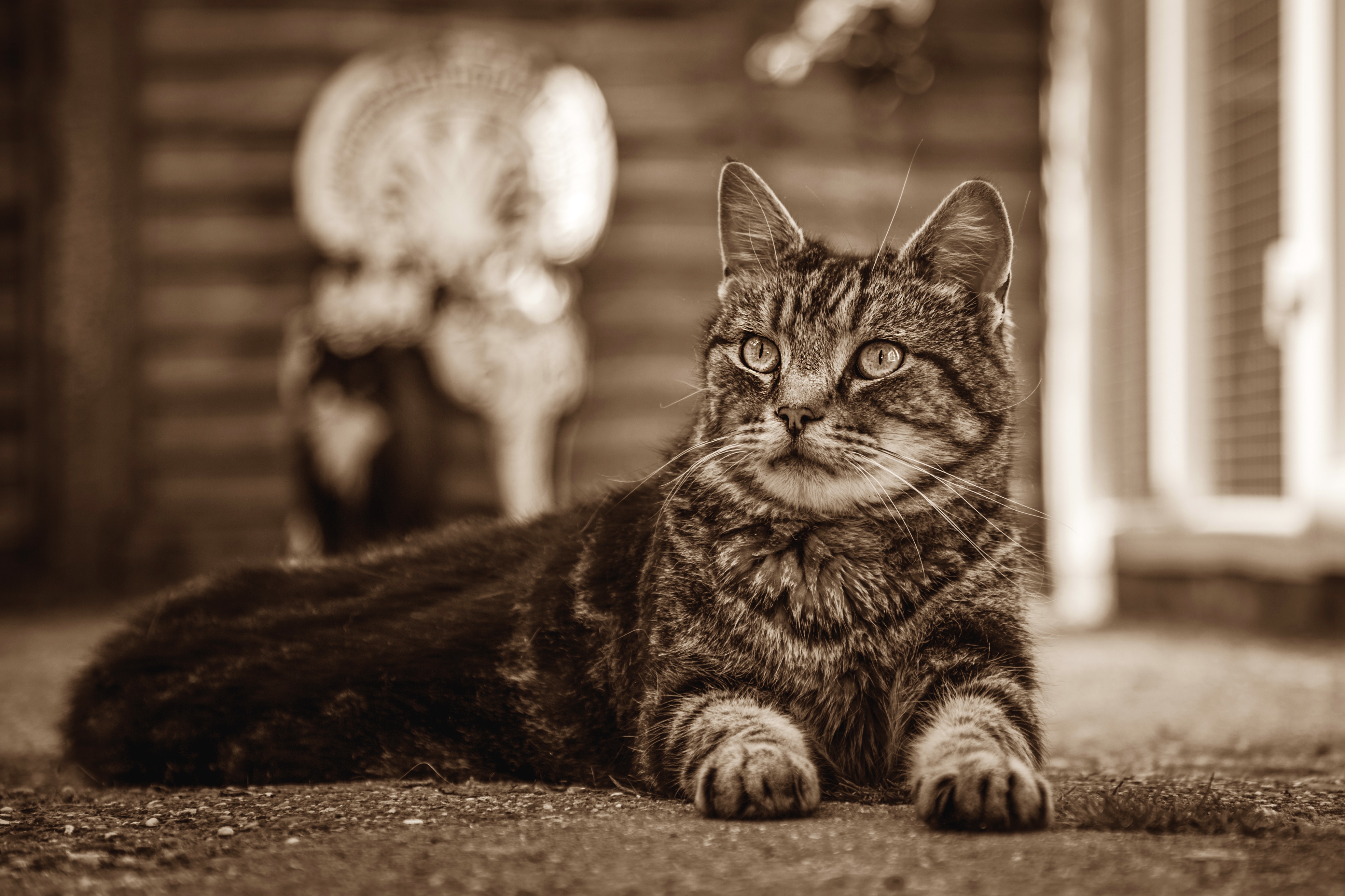 Baixe gratuitamente a imagem Animais, Gatos, Gato, Monocromático na área de trabalho do seu PC