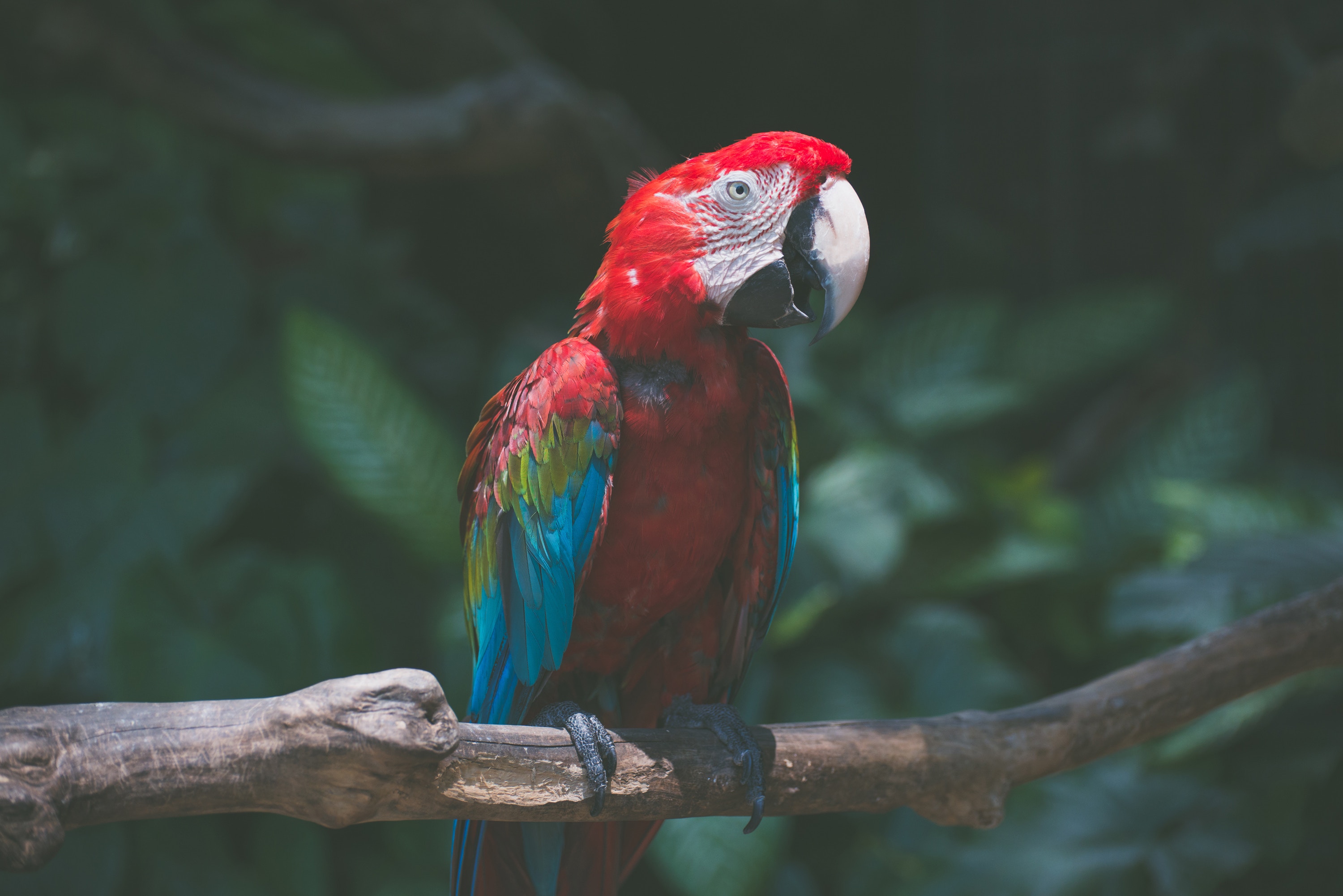 Free download wallpaper Bird, Branch, Macaw, Animals, Parrots on your PC desktop