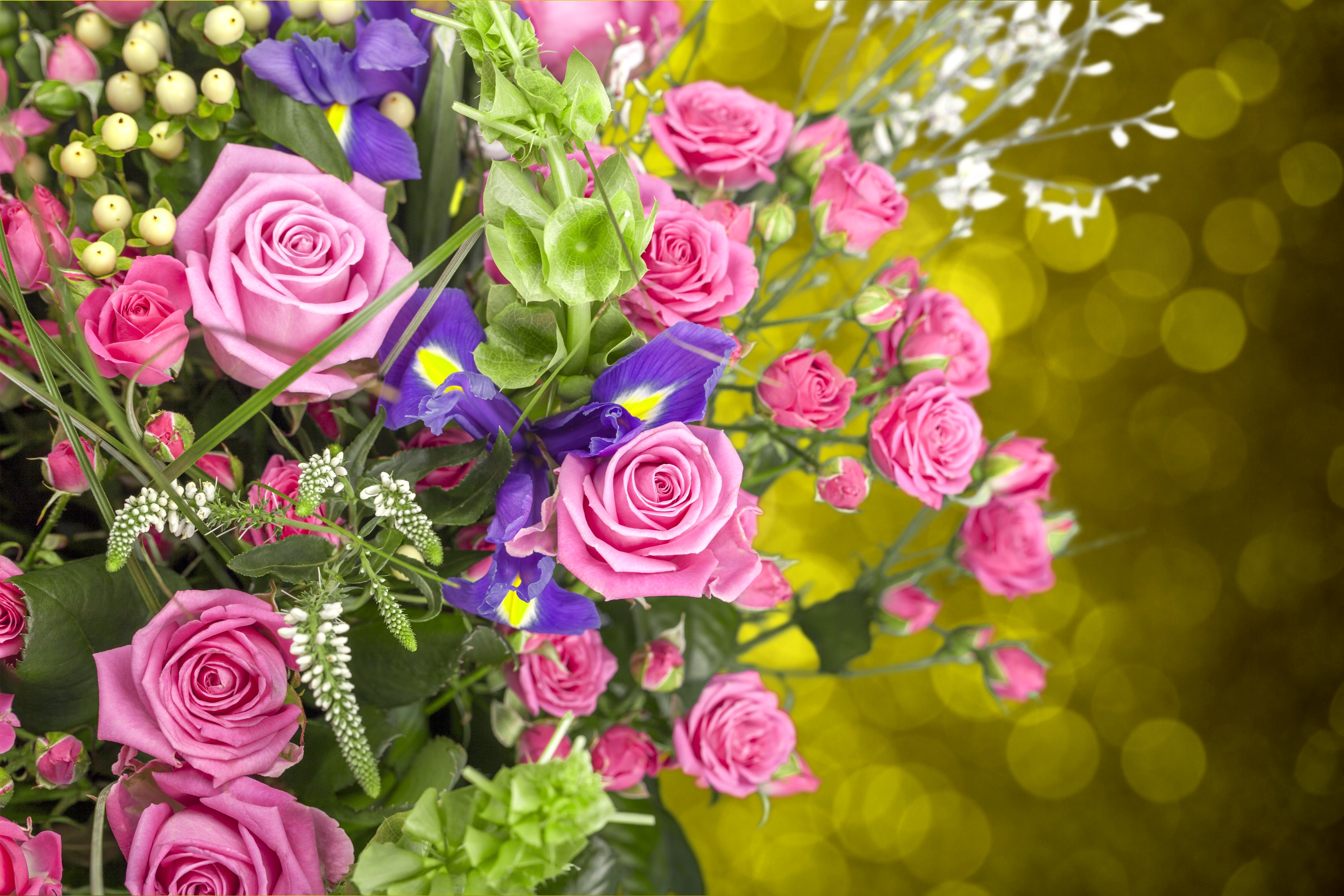 Free download wallpaper Flowers, Flower, Rose, Earth, Bokeh, Purple Flower, Pink Flower on your PC desktop