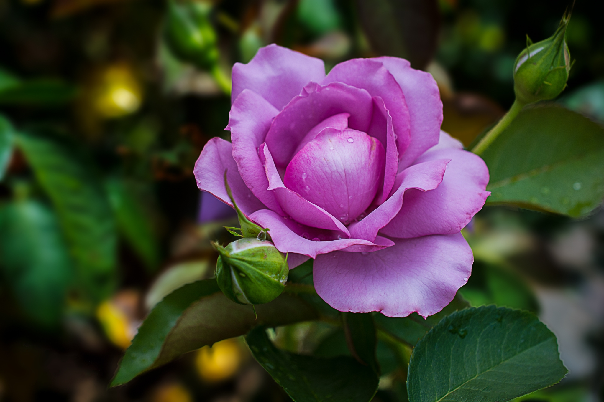 Descarga gratuita de fondo de pantalla para móvil de Flores, Rosa, Flor, Flor Purpura, Tierra/naturaleza.