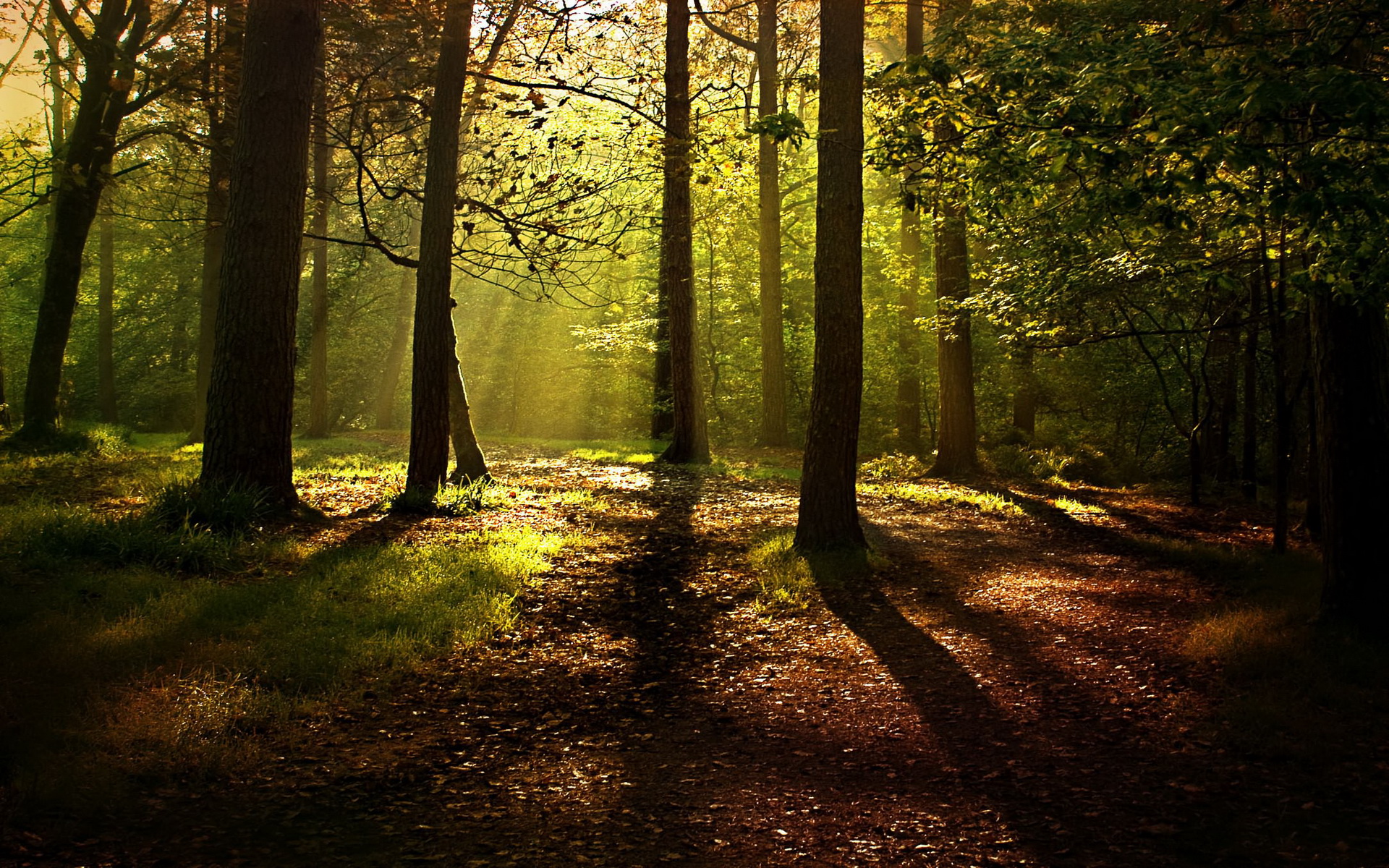 Free download wallpaper Forest, Earth on your PC desktop