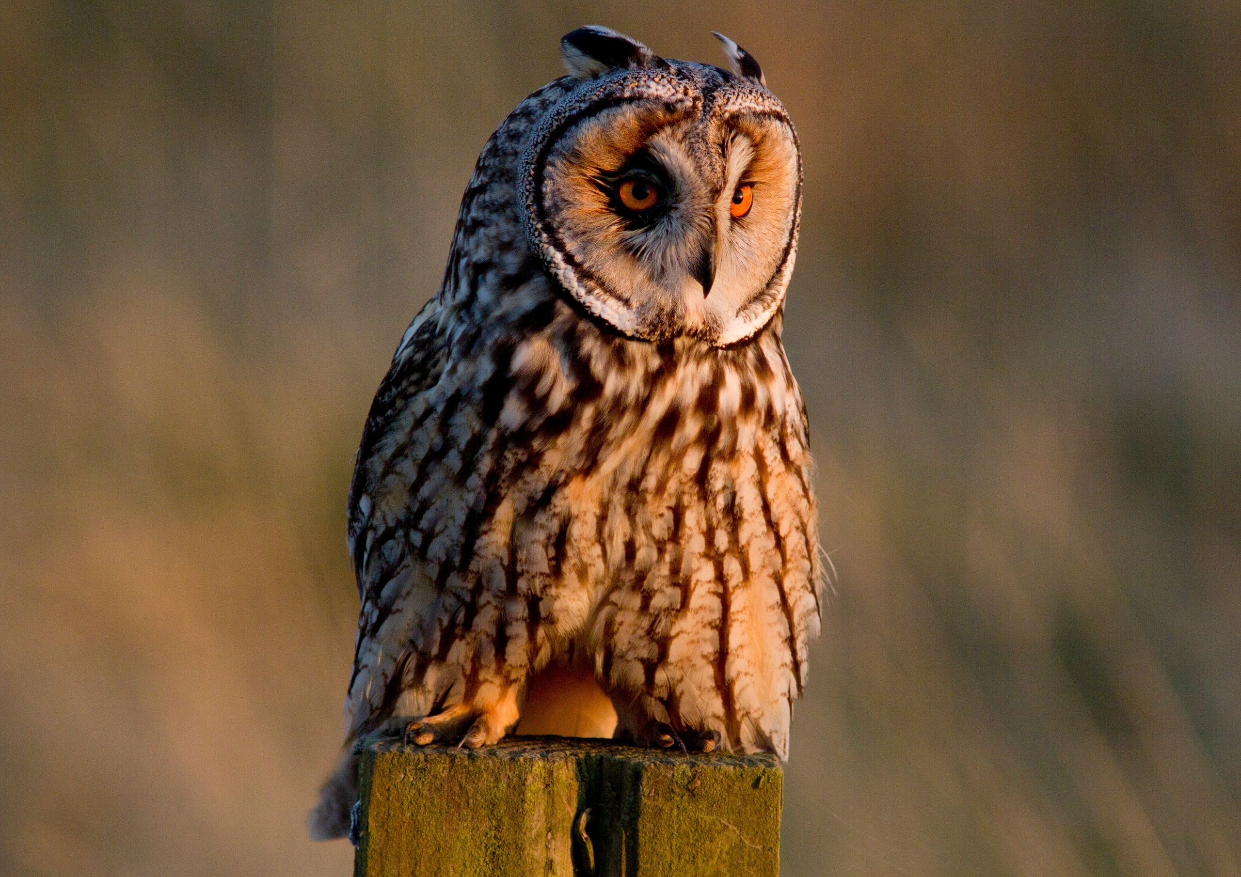 Download mobile wallpaper Birds, Owl, Bird, Animal, Long Eared Owl for free.