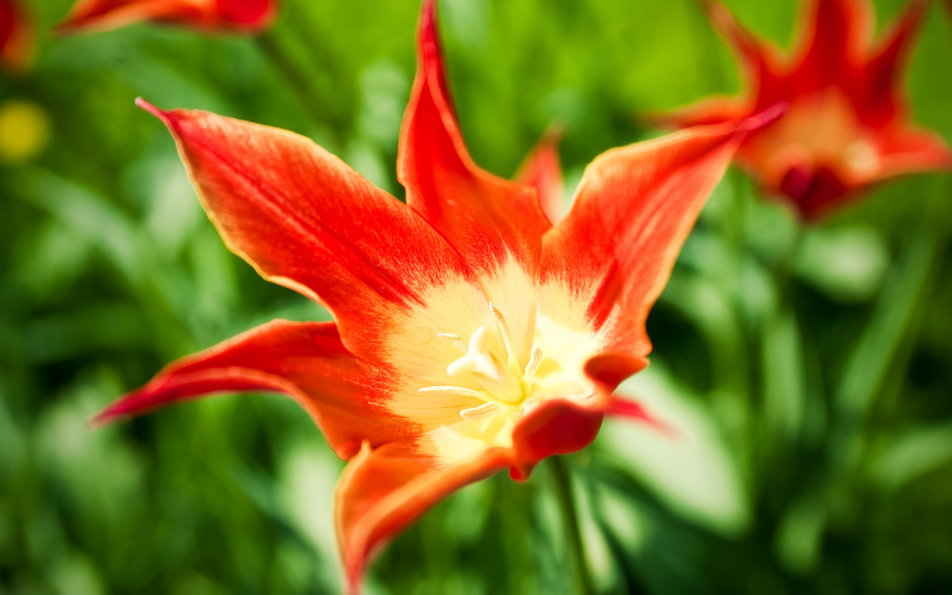 Téléchargez gratuitement l'image Fleurs, Fleur, Terre/nature sur le bureau de votre PC