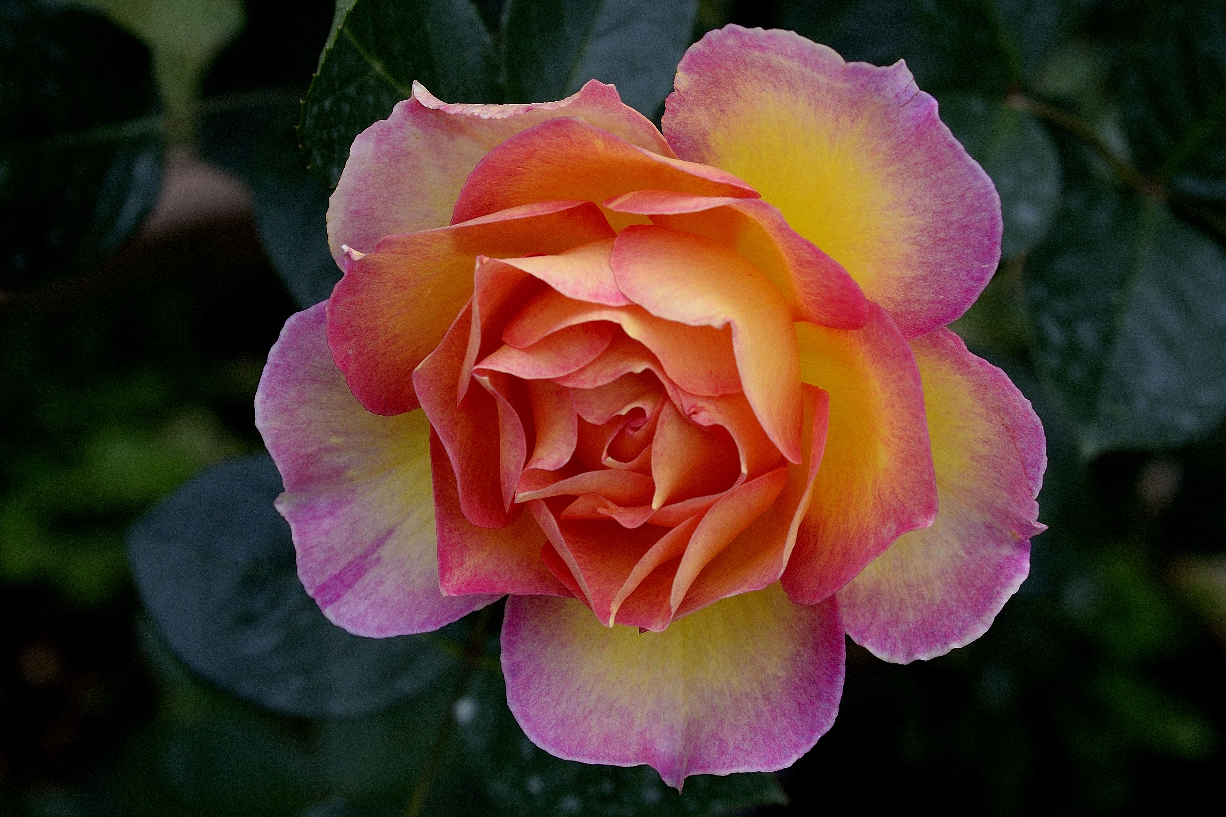 Скачать картинку Роза, Крупный План, Земля/природа, Розовый Цветок, Флауэрсы в телефон бесплатно.
