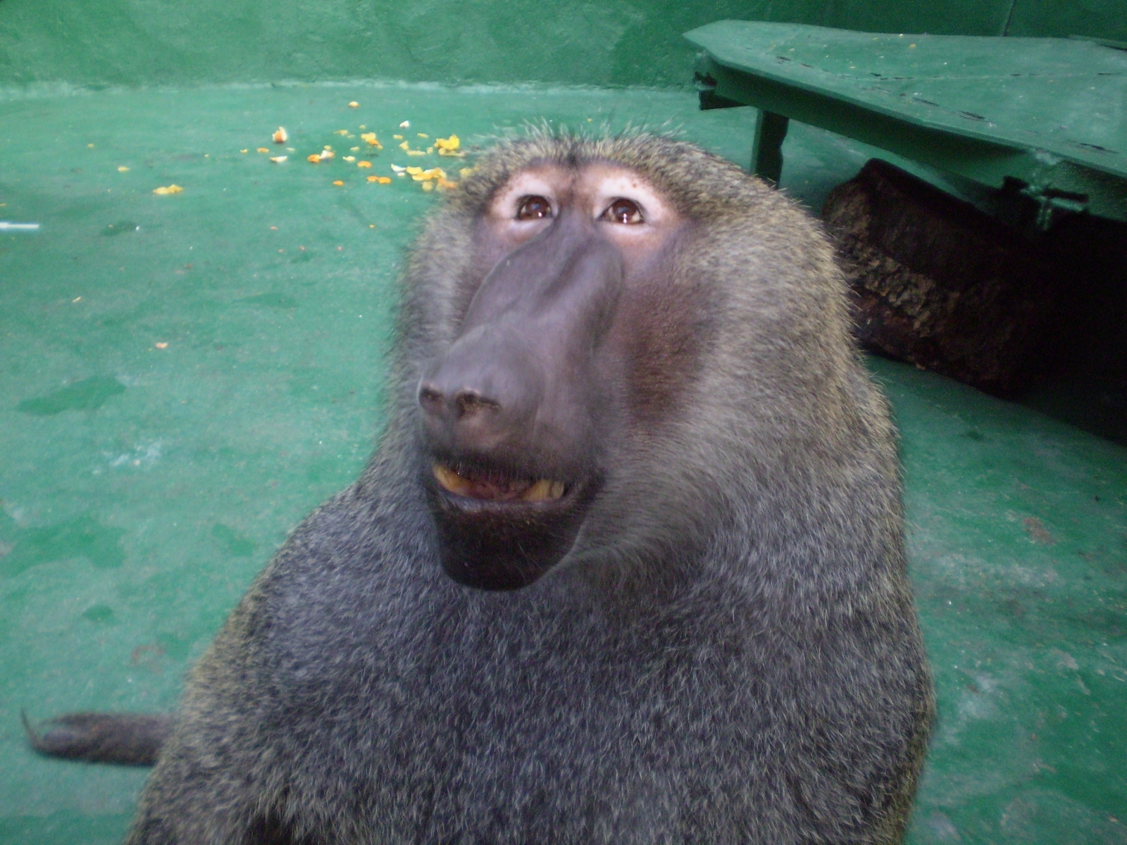 4651 descargar fondo de pantalla monos, animales: protectores de pantalla e imágenes gratis