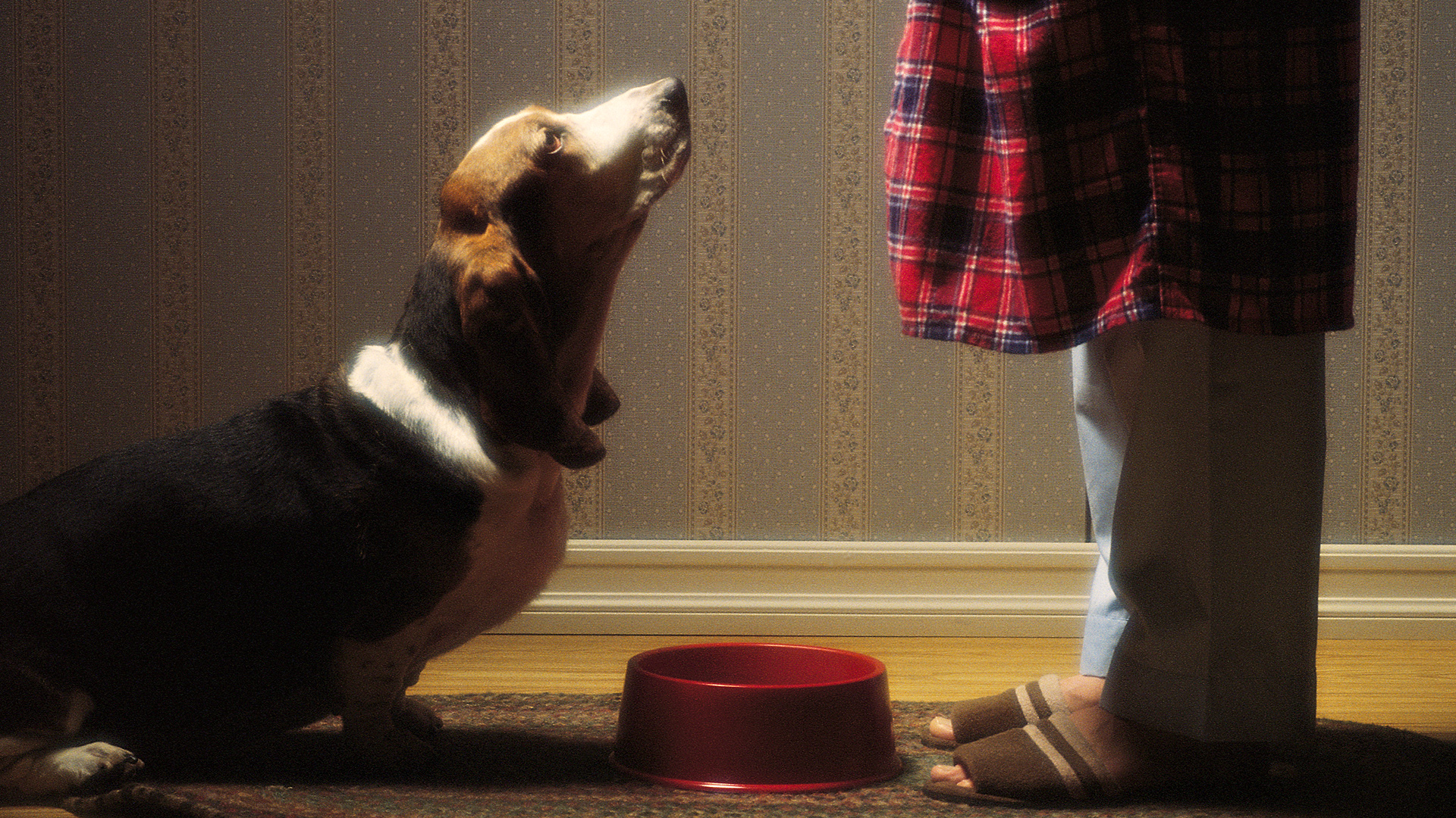 Téléchargez gratuitement l'image Chiens, Chien, Animaux sur le bureau de votre PC