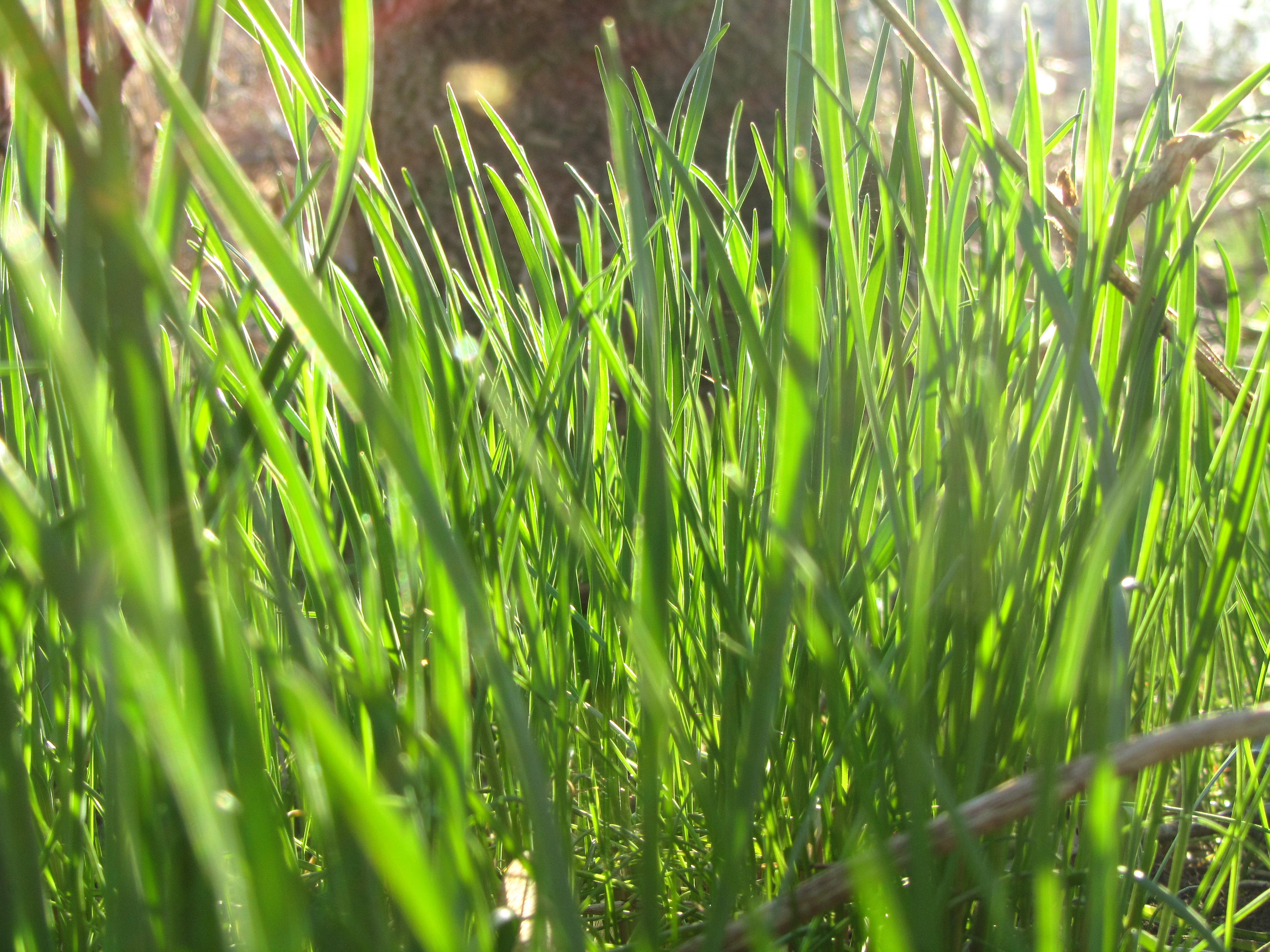 Download mobile wallpaper Grass, Earth for free.