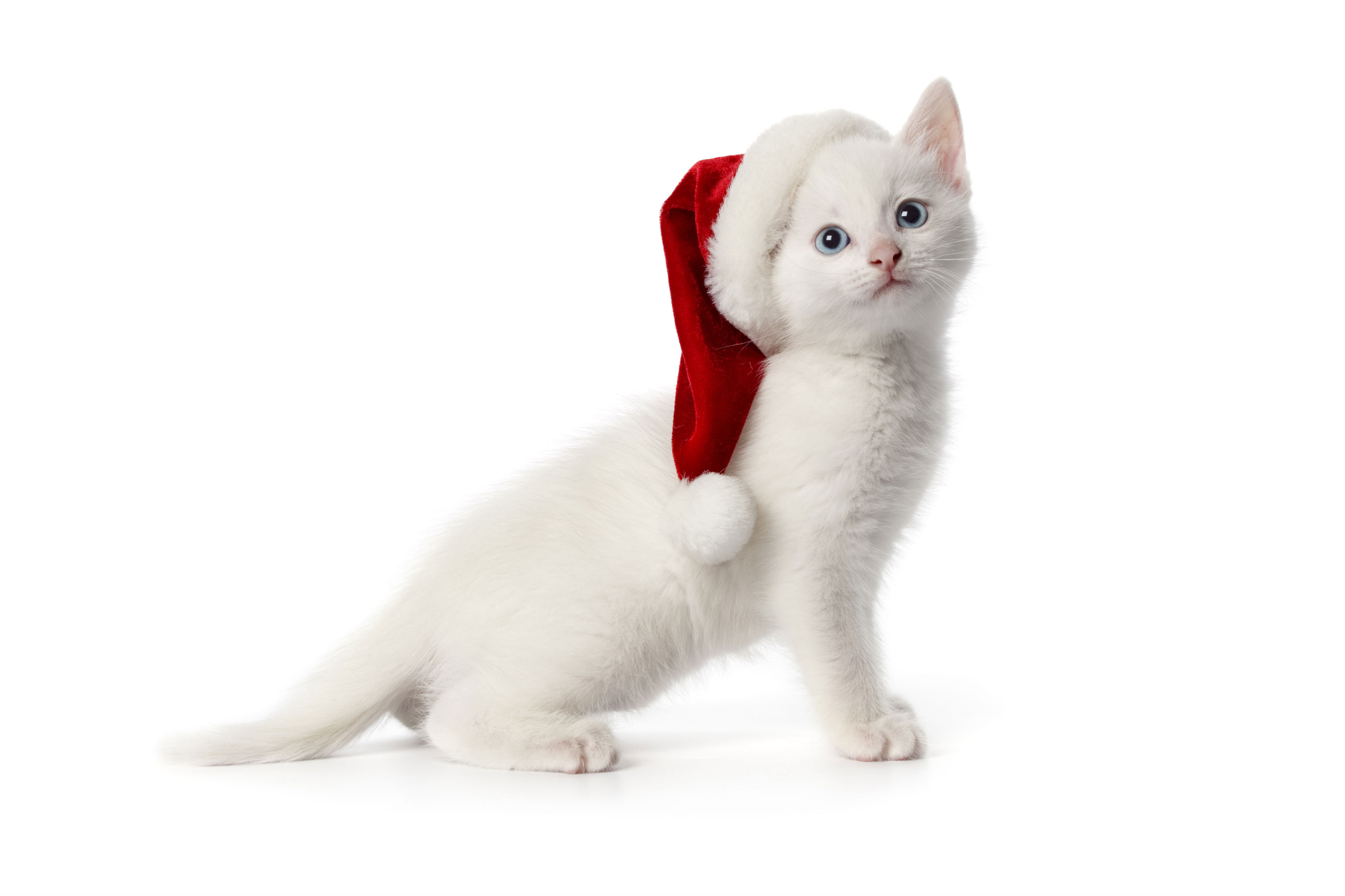 Laden Sie das Tiere, Katzen, Weihnachten, Katze, Kätzchen, Weihnachtsmütze-Bild kostenlos auf Ihren PC-Desktop herunter