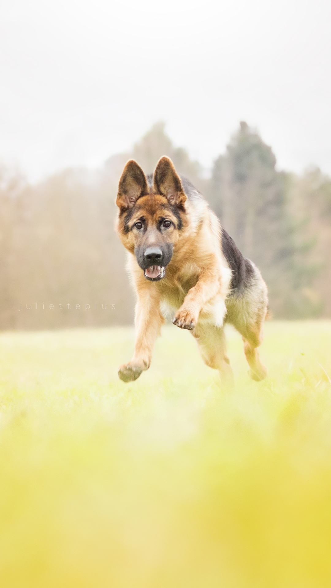 Descarga gratuita de fondo de pantalla para móvil de Animales, Perros, Perro, Campo, Pastor Alemán, Profundidad De Campo.