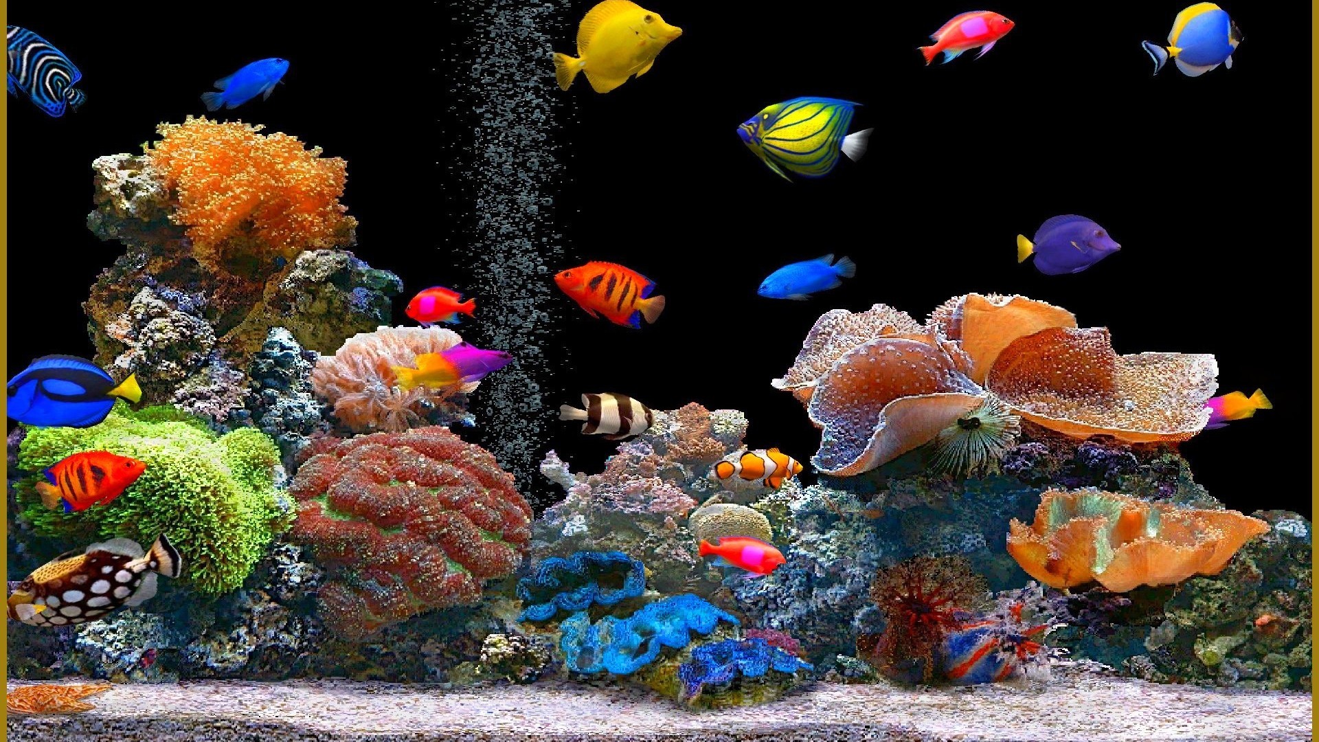 20597 descargar fondo de pantalla peces, animales: protectores de pantalla e imágenes gratis