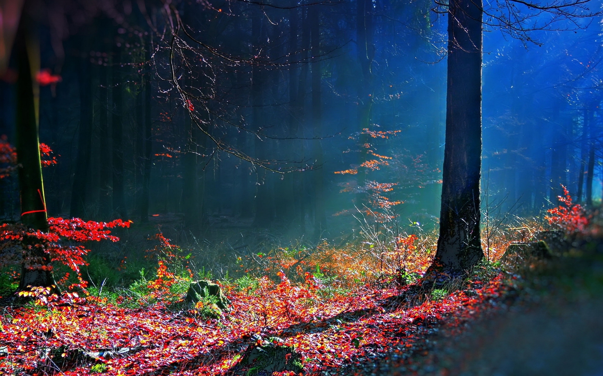 PCデスクトップに風景, 木, 秋, サン画像を無料でダウンロード