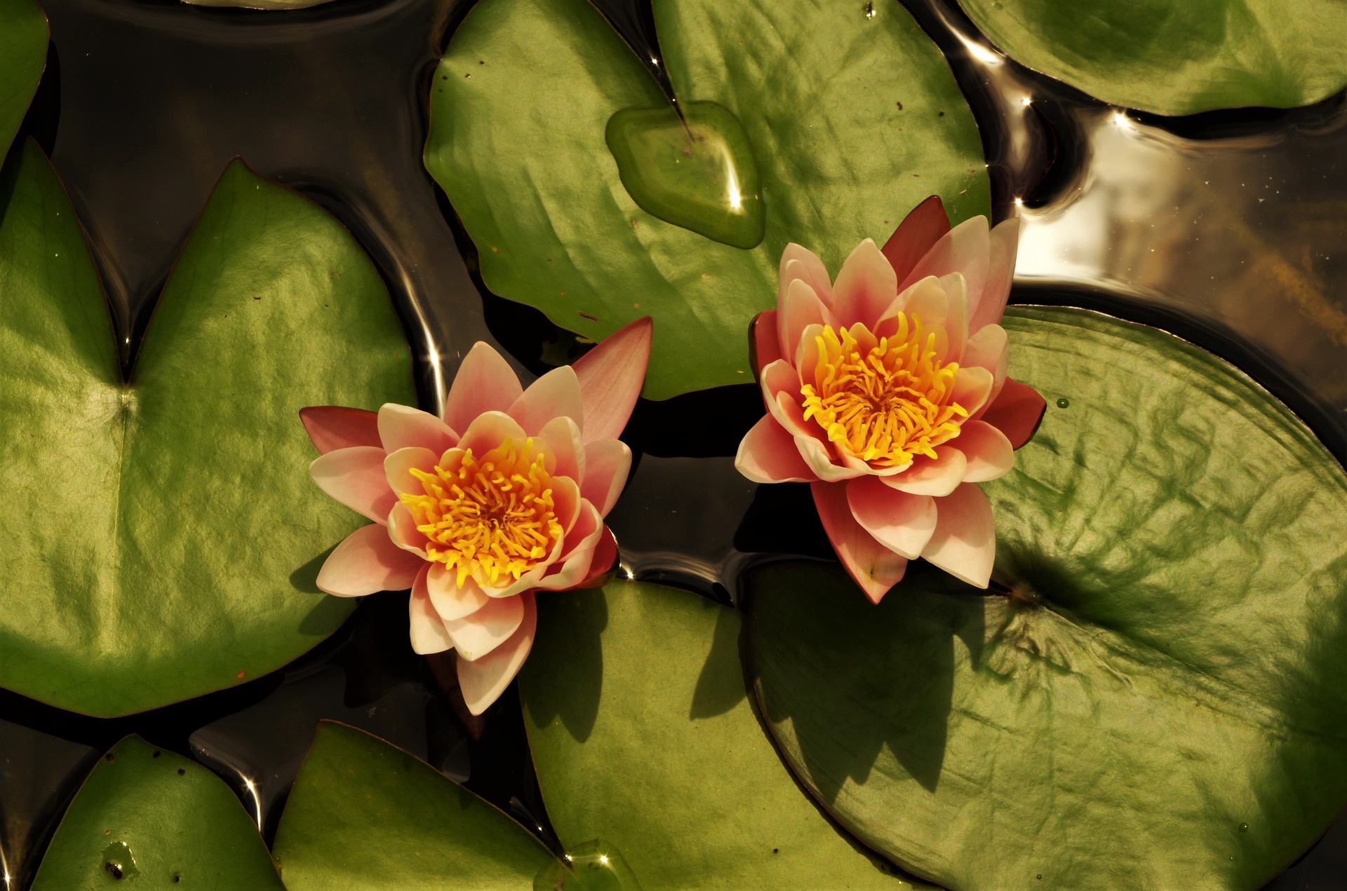 Download mobile wallpaper Nature, Flowers, Flower, Earth, Water Lily, Pink Flower for free.