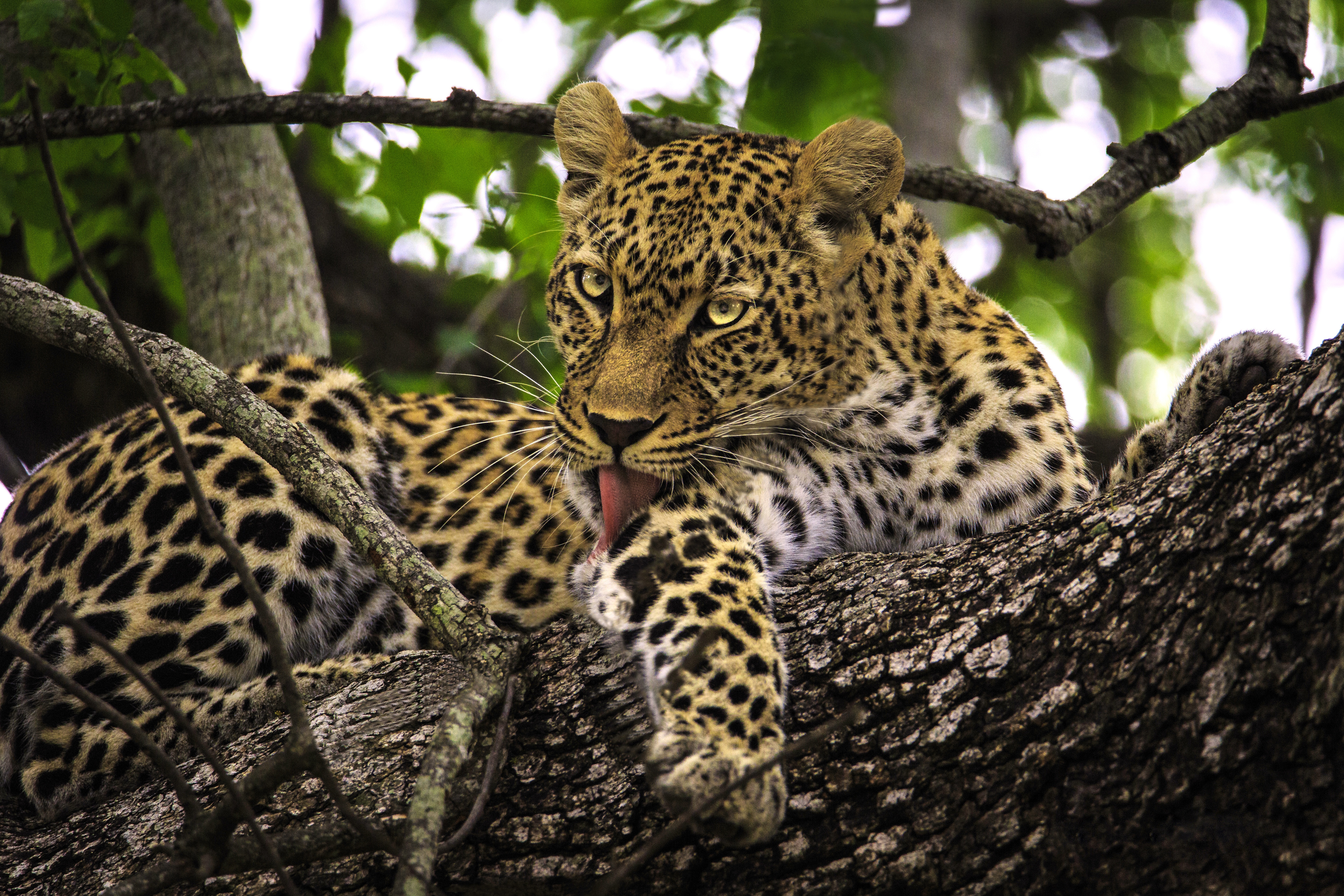 Baixe gratuitamente a imagem Leopardo, Gatos, Animais na área de trabalho do seu PC