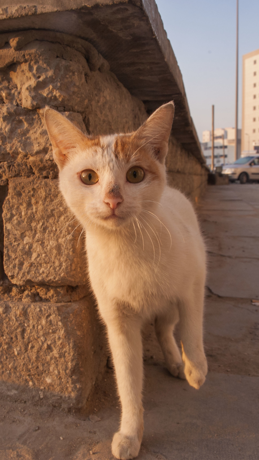 Baixar papel de parede para celular de Animais, Gatos, Gato gratuito.