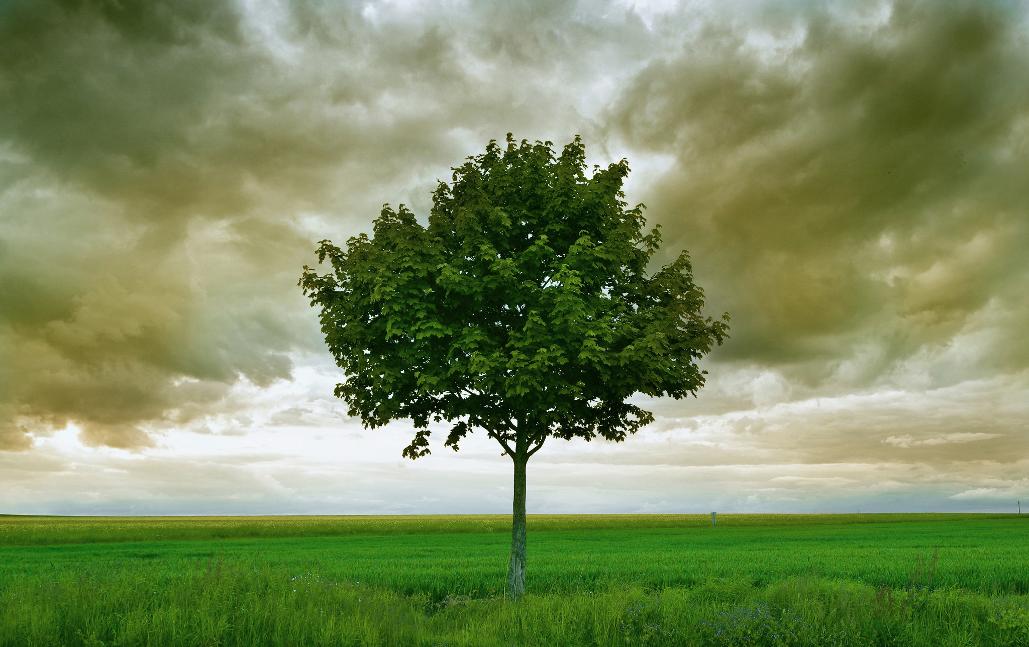 Download mobile wallpaper Trees, Grass, Sky, Tree, Earth, Field, Cloud, Lonely Tree for free.