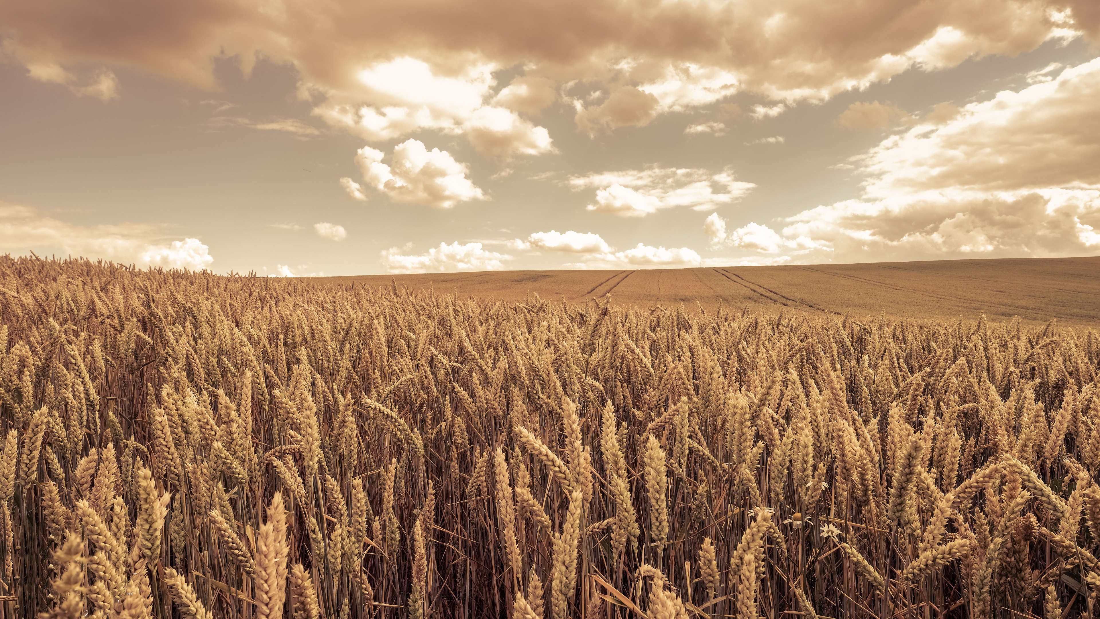 Free download wallpaper Summer, Wheat, Earth, Field on your PC desktop