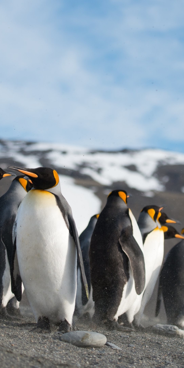 Descarga gratuita de fondo de pantalla para móvil de Animales, Pájaro, Pingüino, Aves, Ave.