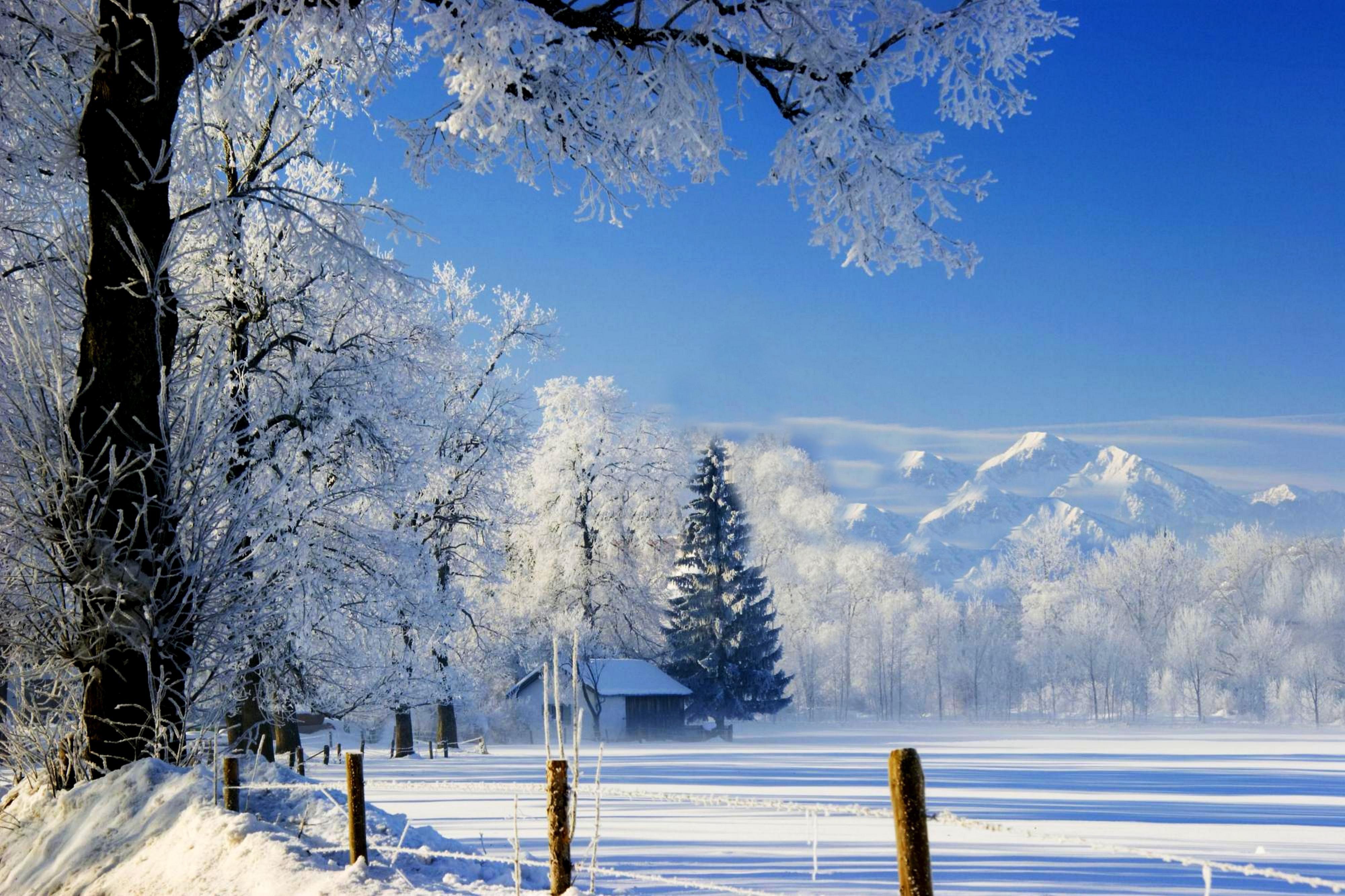1500352 descargar imagen fotografía, invierno, valla, árbol: fondos de pantalla y protectores de pantalla gratis