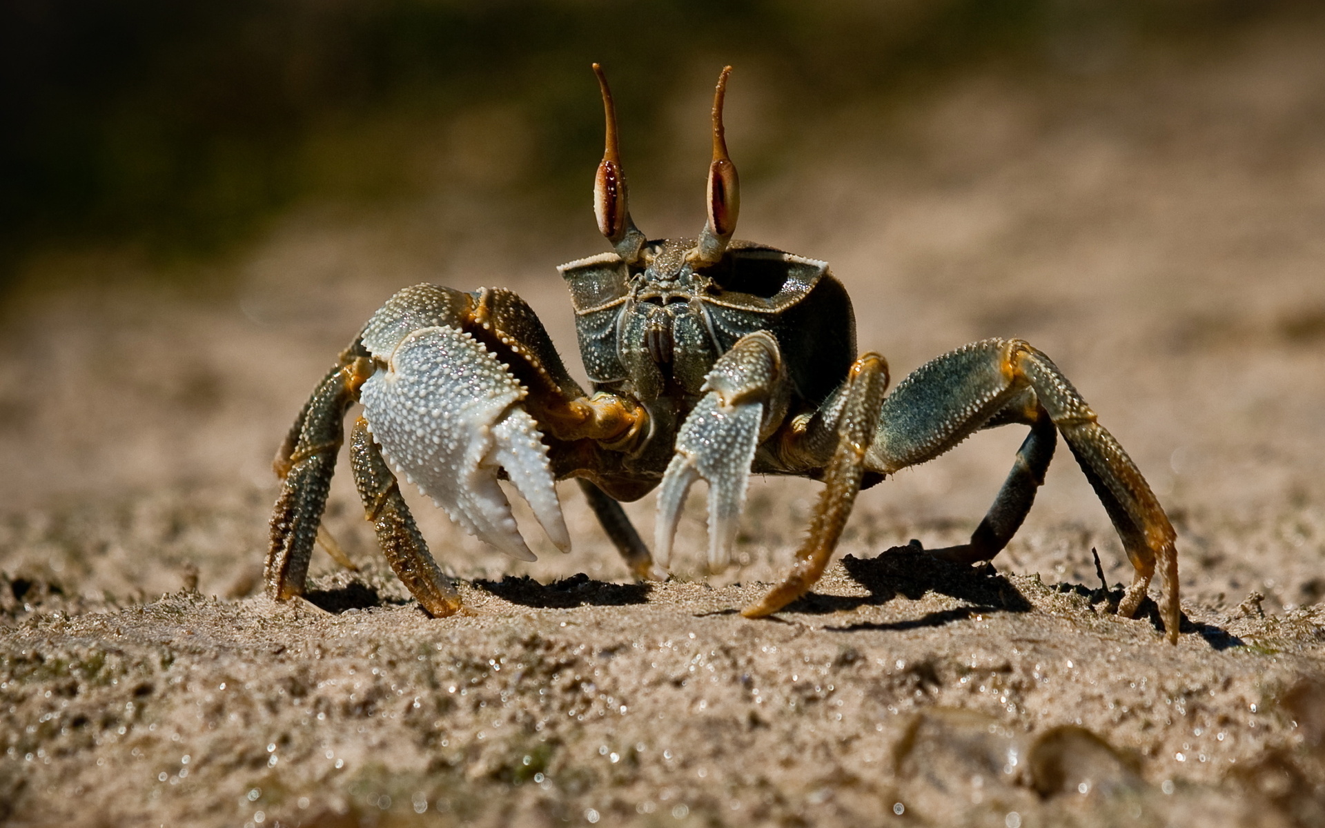 531889 Bild herunterladen tiere, krabbe - Hintergrundbilder und Bildschirmschoner kostenlos