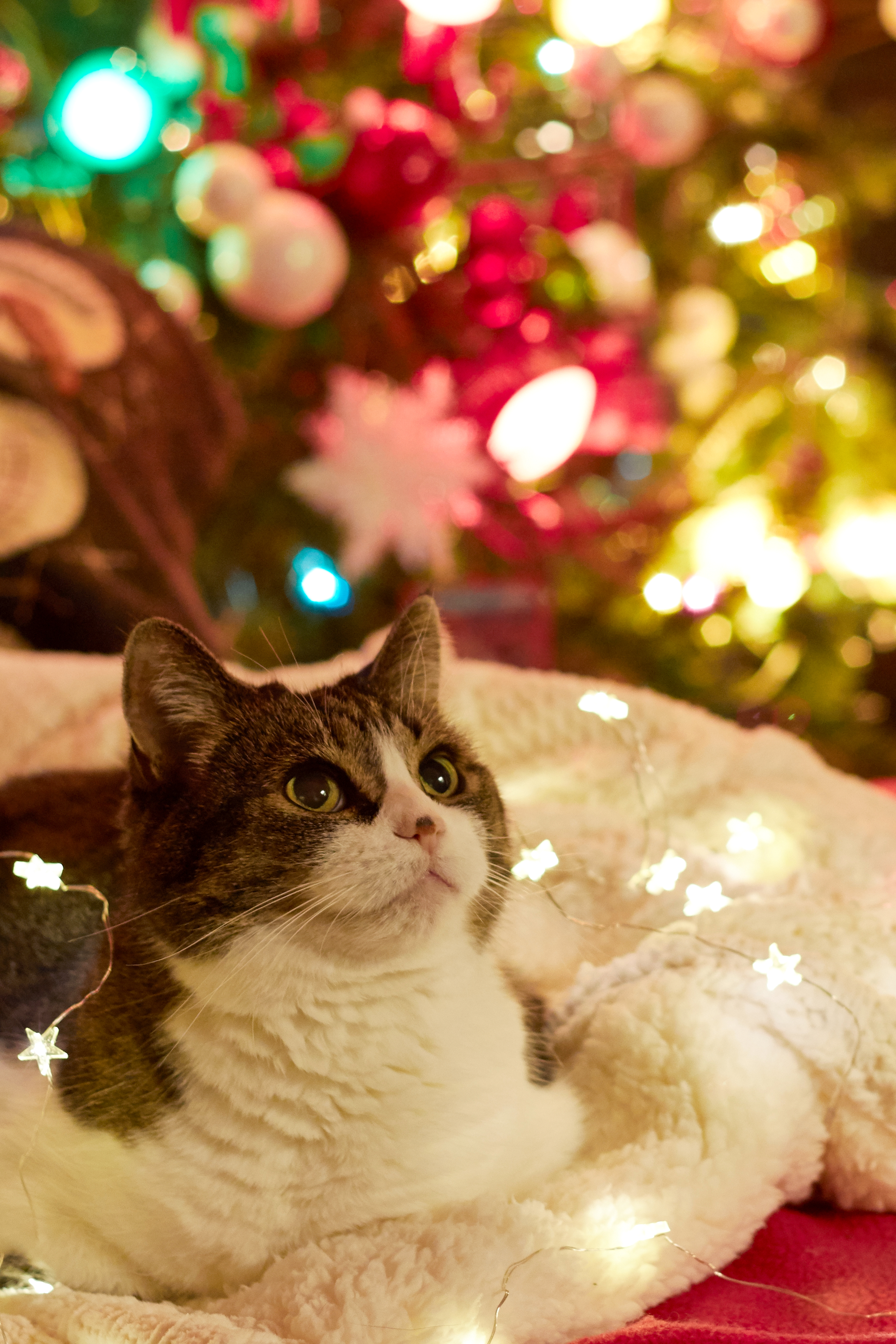 Free download wallpaper New Year, Pet, Christmas Tree, Garland, Garlands, Holidays, Cat on your PC desktop