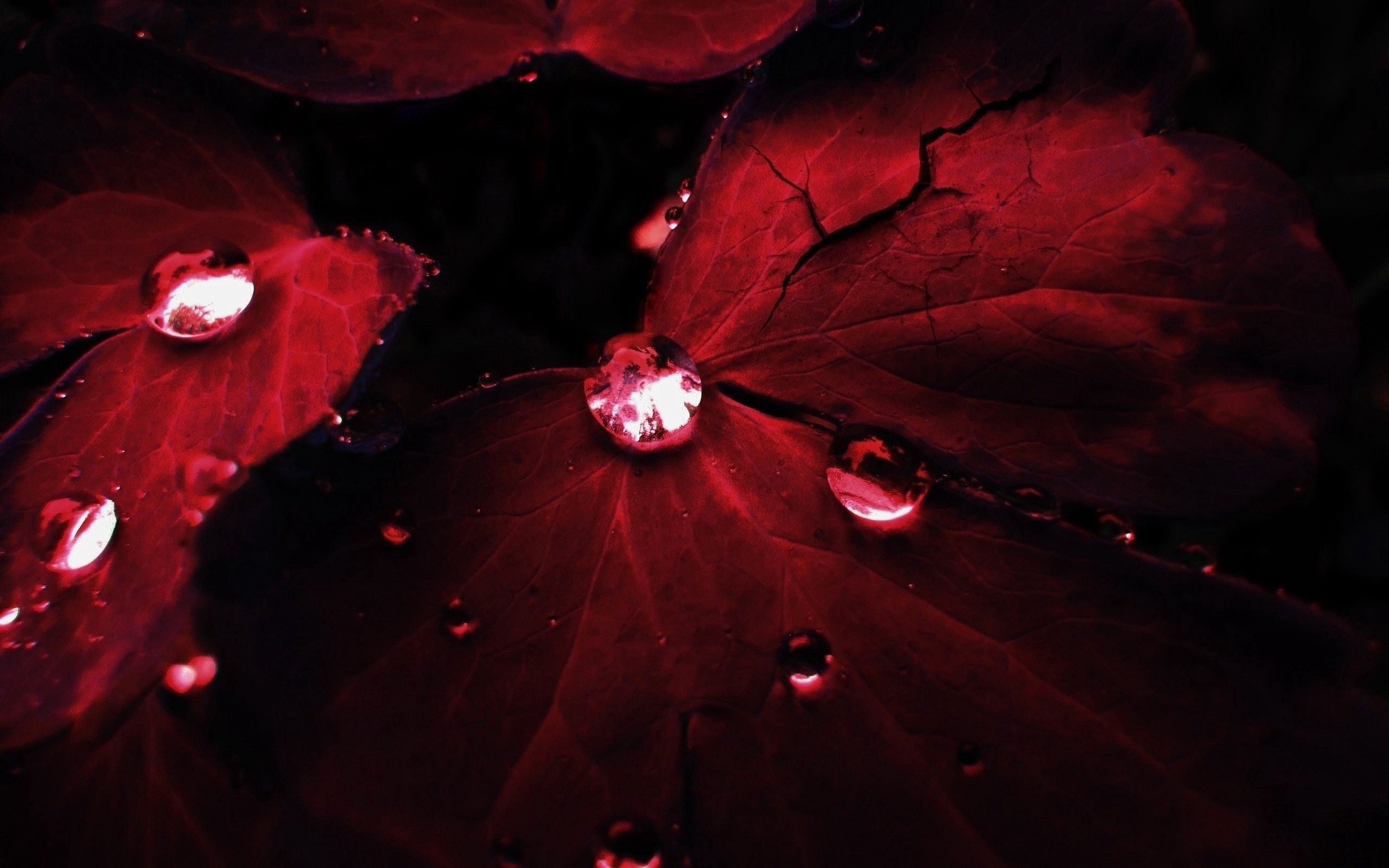 Download mobile wallpaper Petals, Leaves, Shadow, Drops, Dark for free.