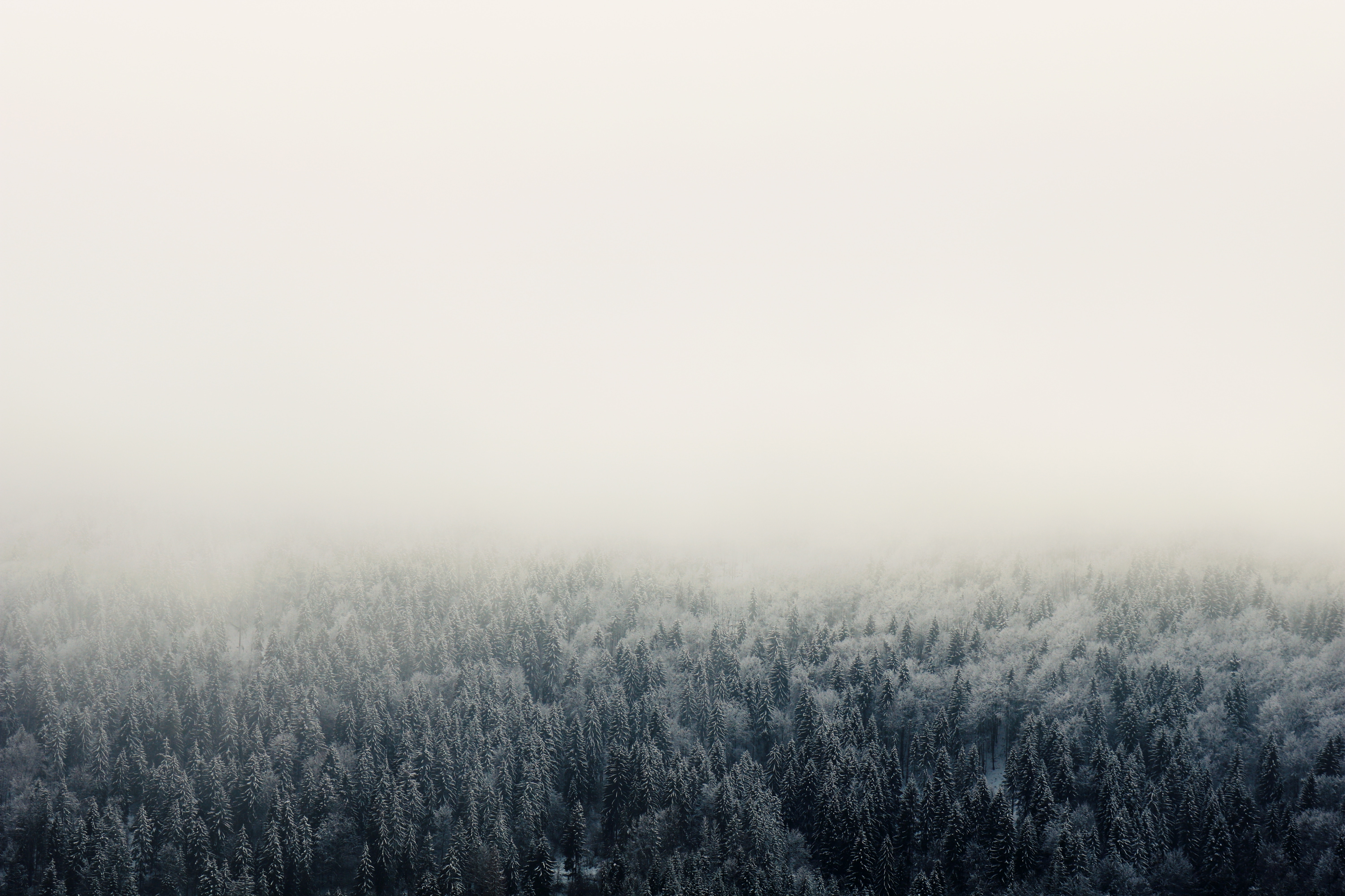 Download mobile wallpaper Sky, Forest, Fog, Trees, Nature for free.