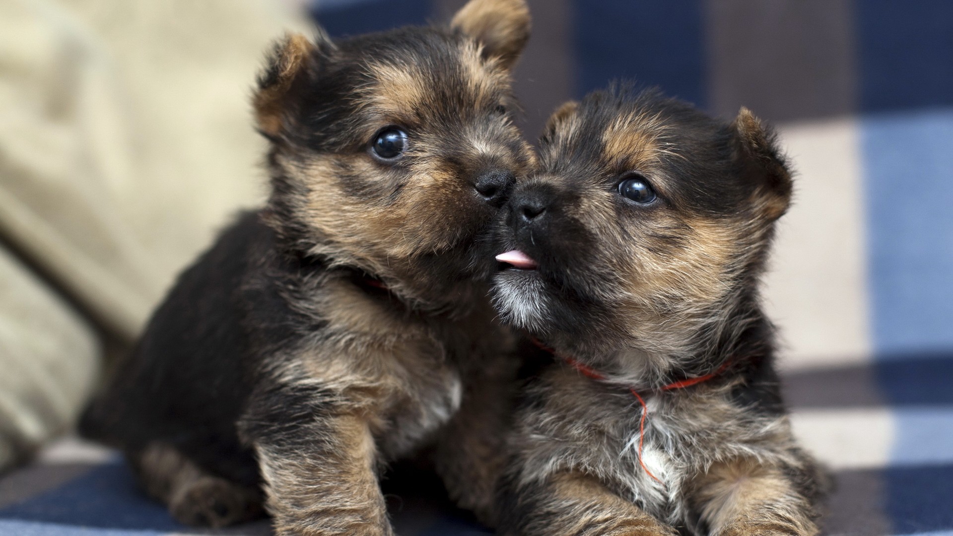 Téléchargez des papiers peints mobile Animaux, Chiens, Chien gratuitement.