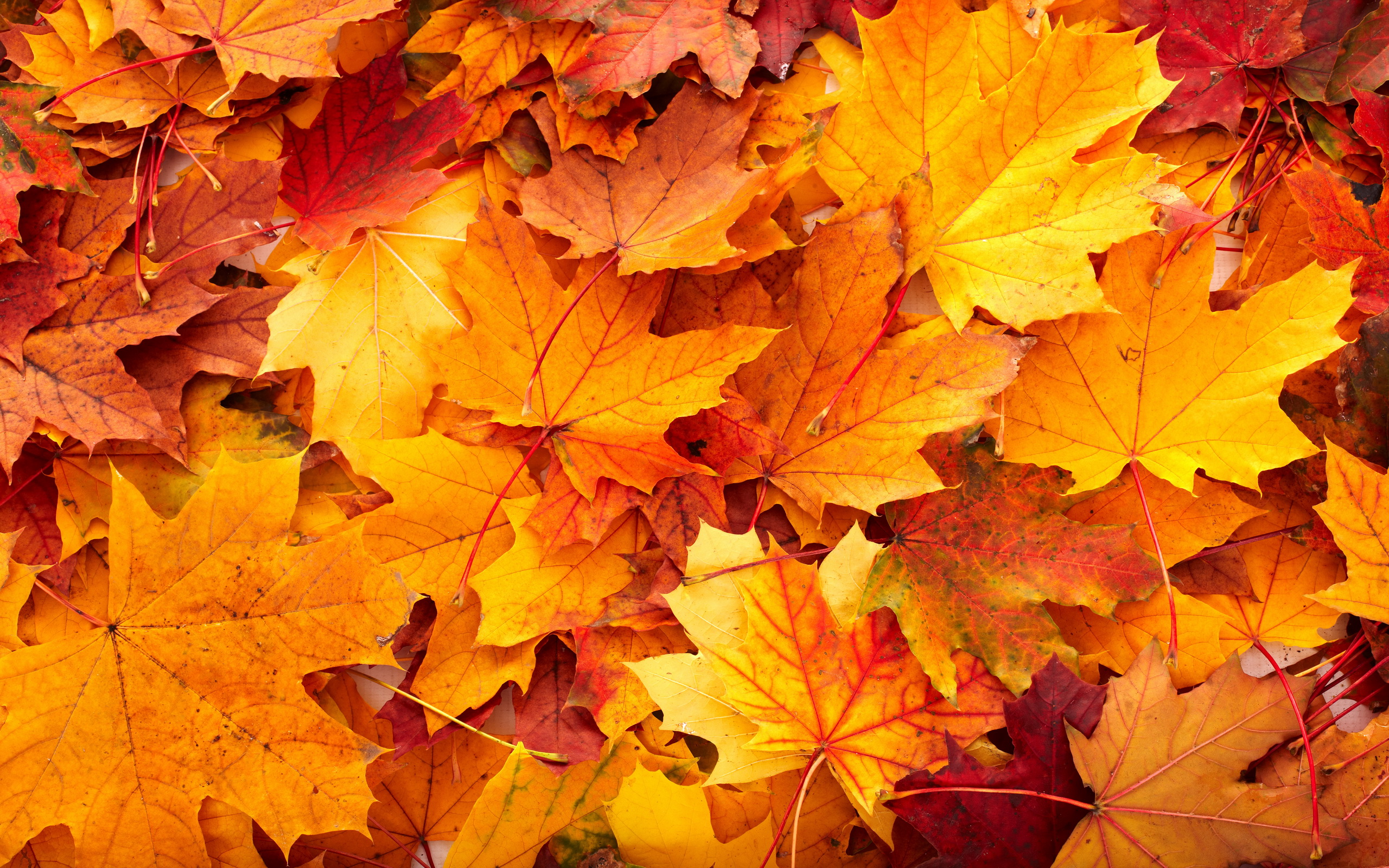 608305 Bildschirmschoner und Hintergrundbilder Herbst auf Ihrem Telefon. Laden Sie  Bilder kostenlos herunter