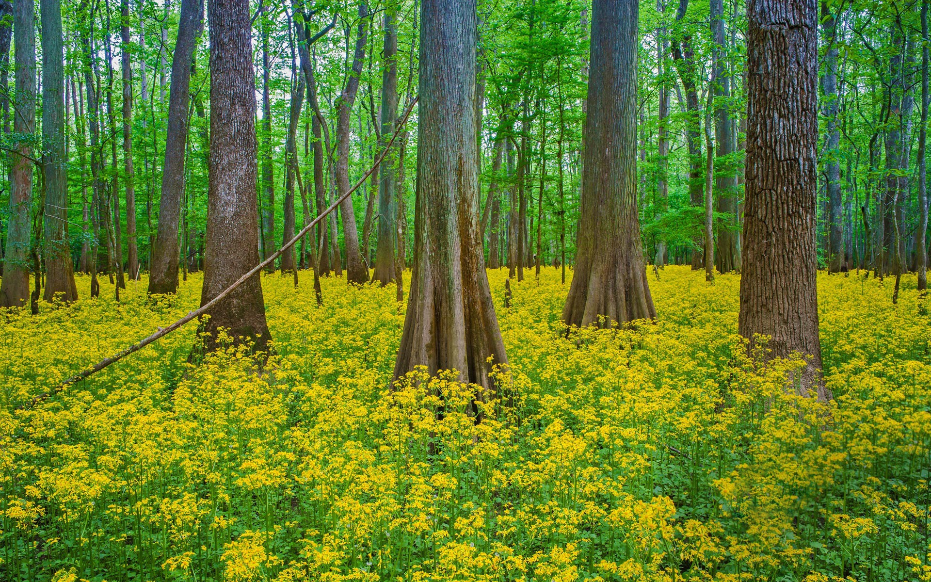 Free download wallpaper Flower, Forest, Earth, Spring, Yellow Flower, Butterweed on your PC desktop