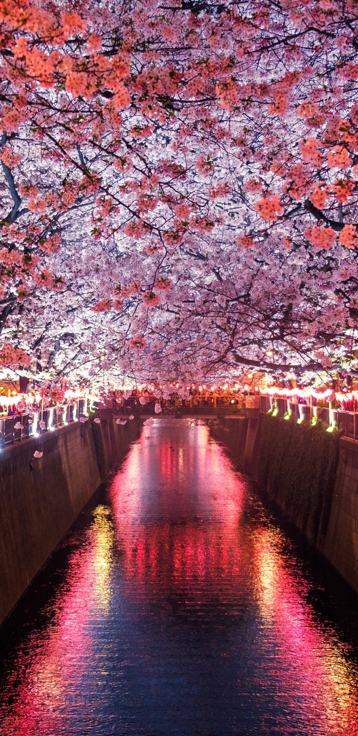 Download mobile wallpaper Sakura, Flower, Light, Spring, Cherry Blossom, Man Made, Canal for free.