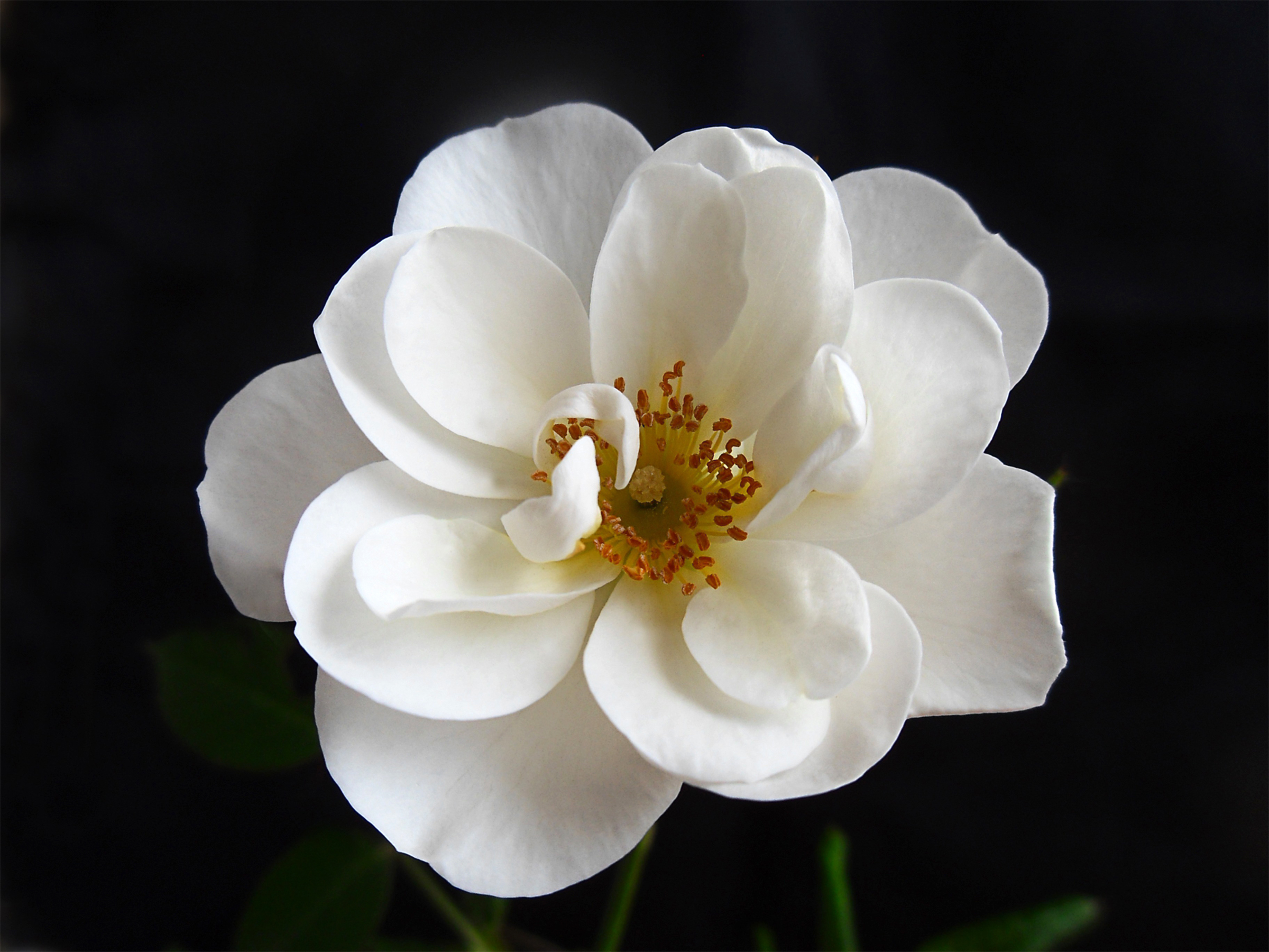 Descarga gratuita de fondo de pantalla para móvil de Flores, Flor, De Cerca, Pétalo, Flor Blanca, Tierra/naturaleza.