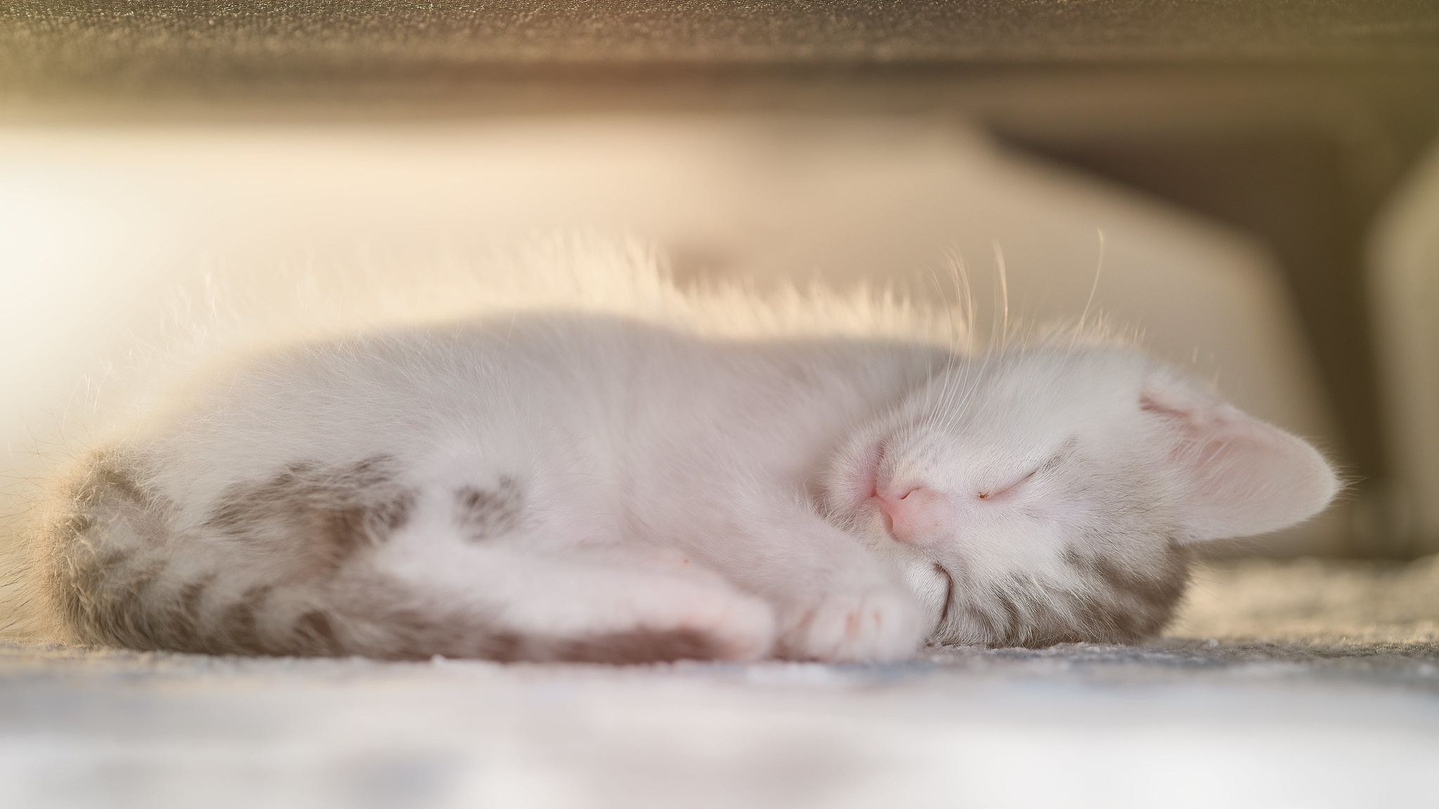 Baixe gratuitamente a imagem Animais, Gatos, Gato, Gatinho, Dormindo, Animal Bebê na área de trabalho do seu PC