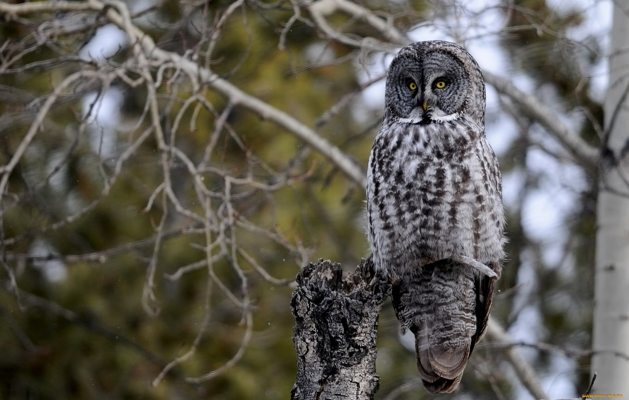 Téléchargez gratuitement l'image Animaux, Hibou, Des Oiseaux sur le bureau de votre PC