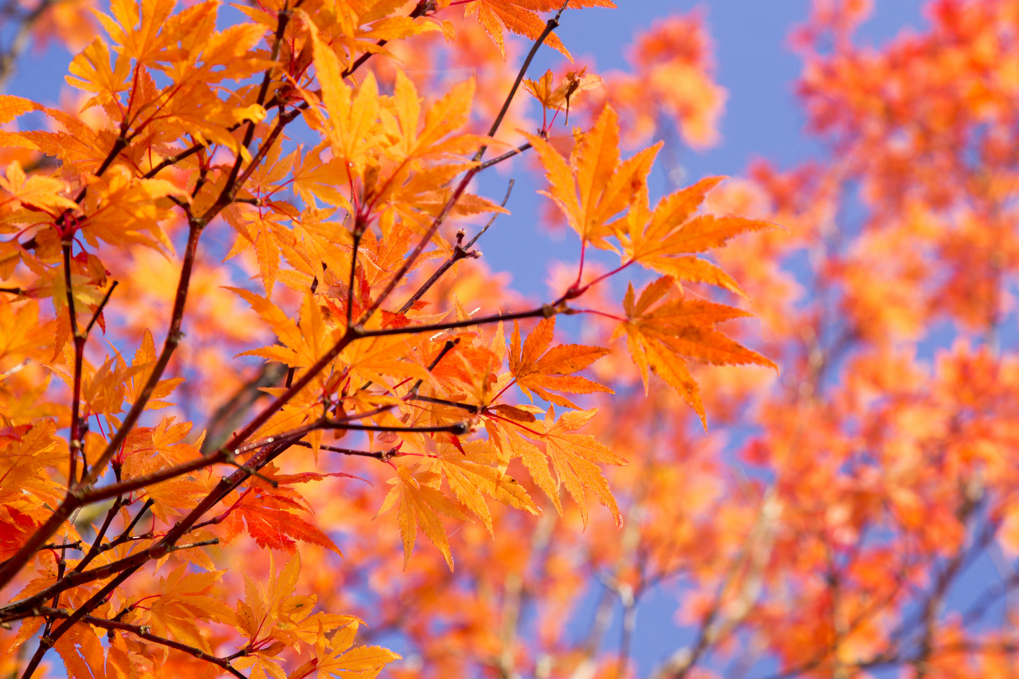 Free download wallpaper Nature, Leaf, Fall, Branch, Earth on your PC desktop