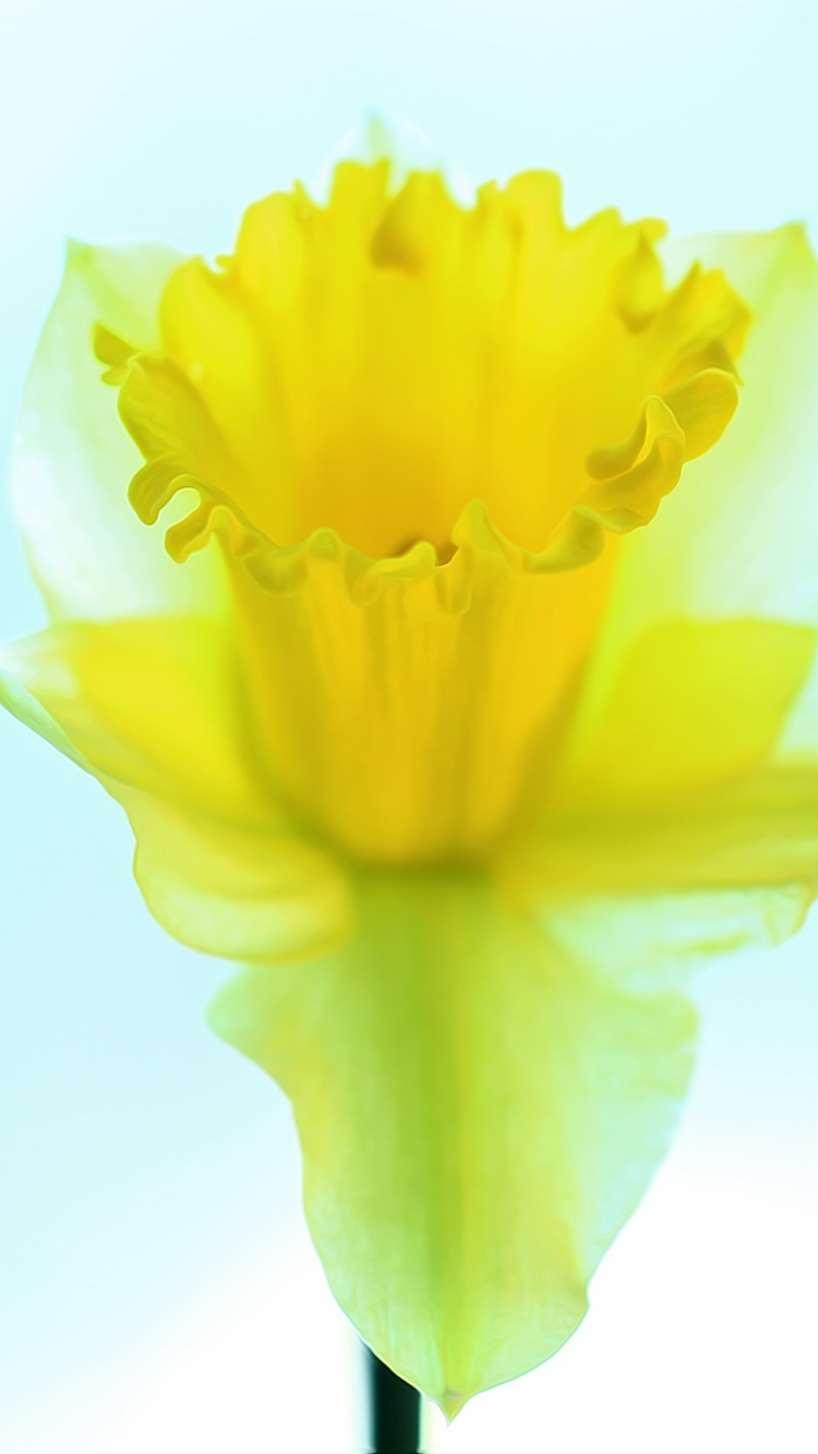 Download mobile wallpaper Nature, Flowers, Flower, Earth, Yellow Flower, Daffodil for free.