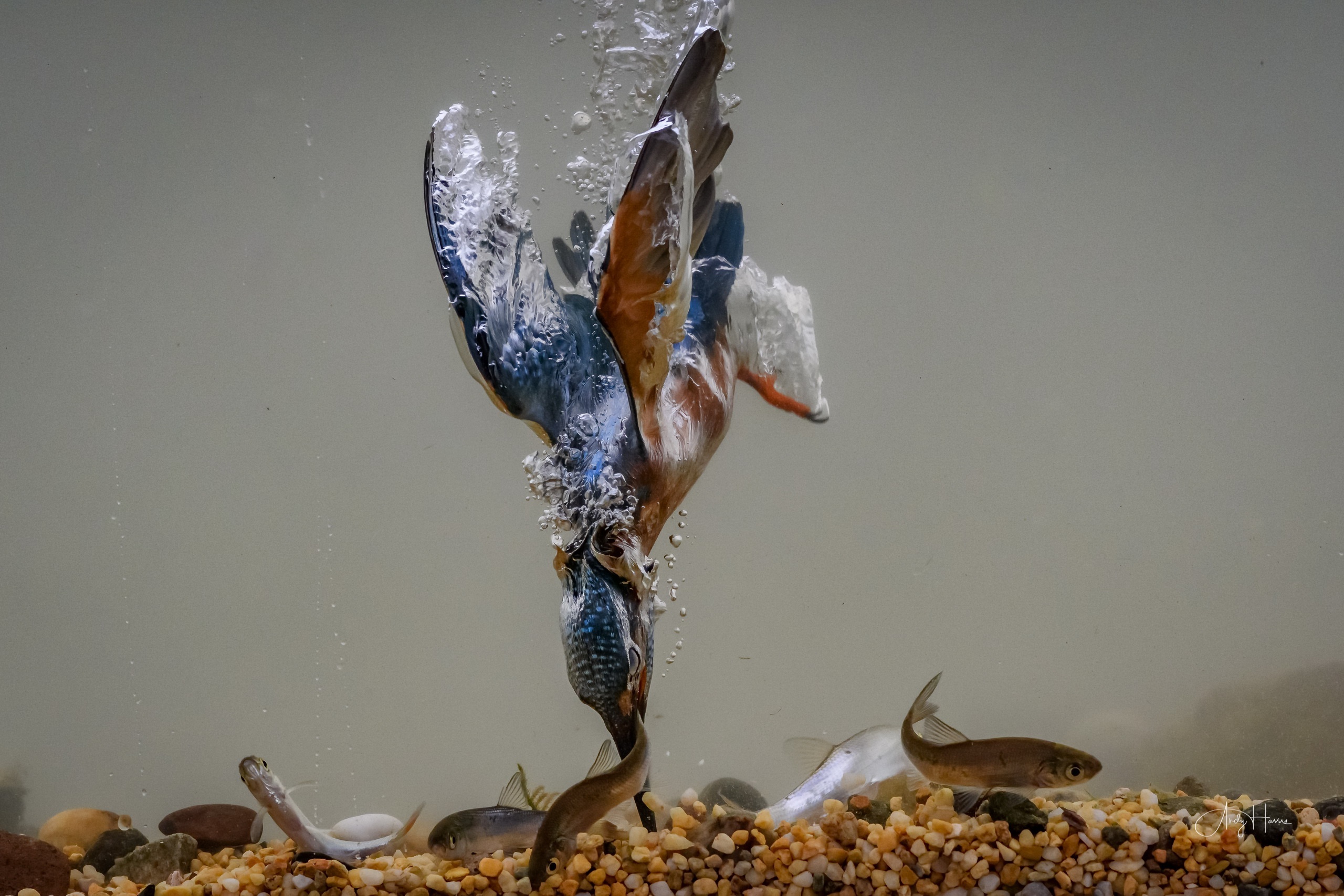 Téléchargez gratuitement l'image Animaux, Oiseau, Poisson, Martin Pêcheur, Des Oiseaux sur le bureau de votre PC