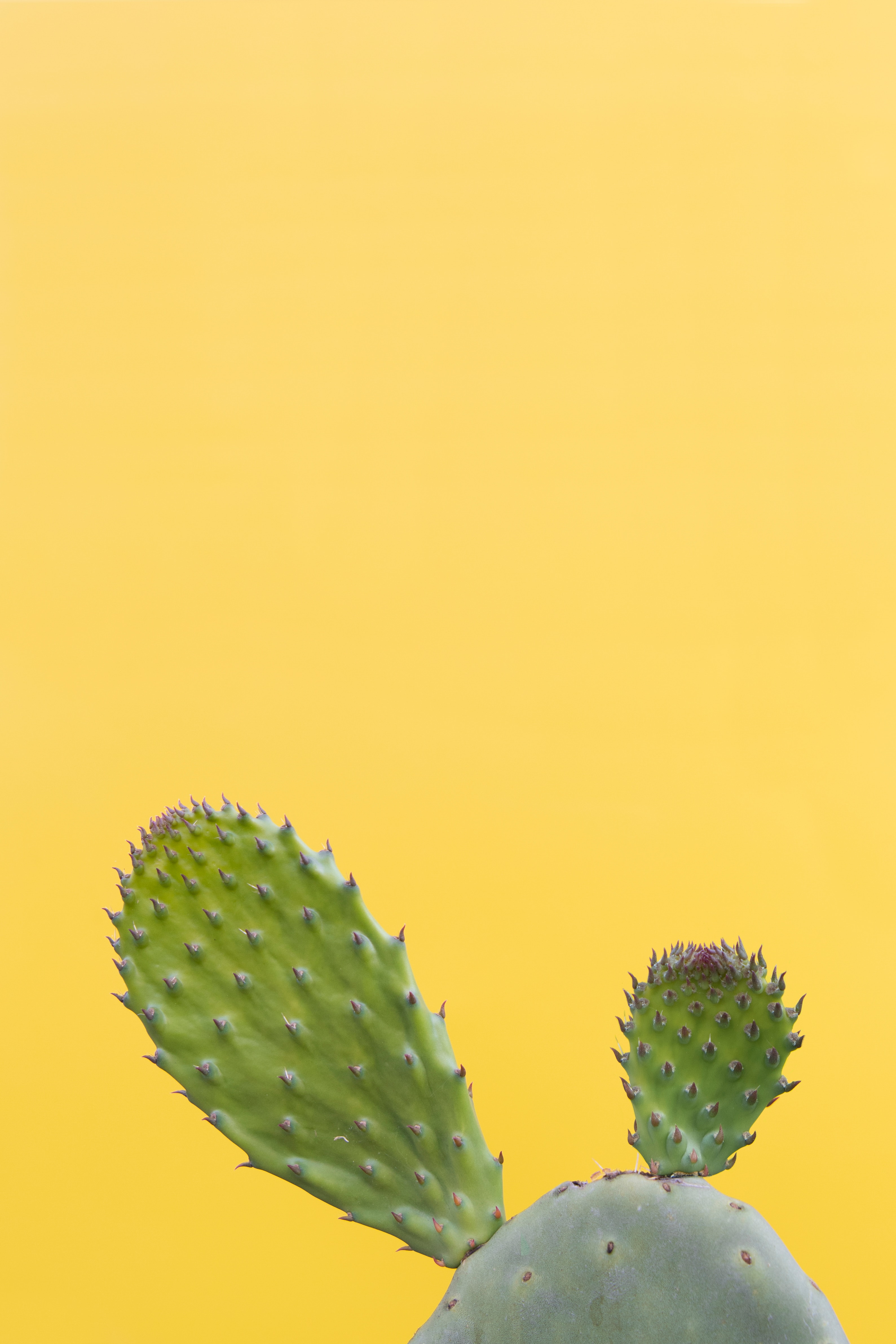 green, minimalism, barbed, spiny, cactus, succulent