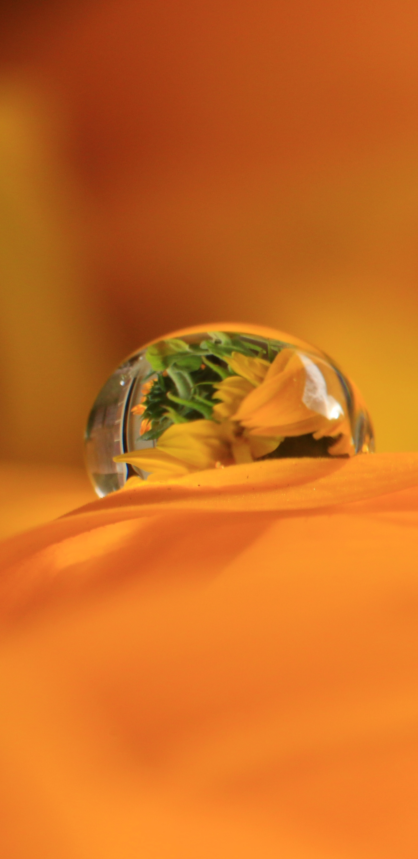 Download mobile wallpaper Nature, Reflection, Flower, Macro, Earth, Water Drop, Orange Flower for free.