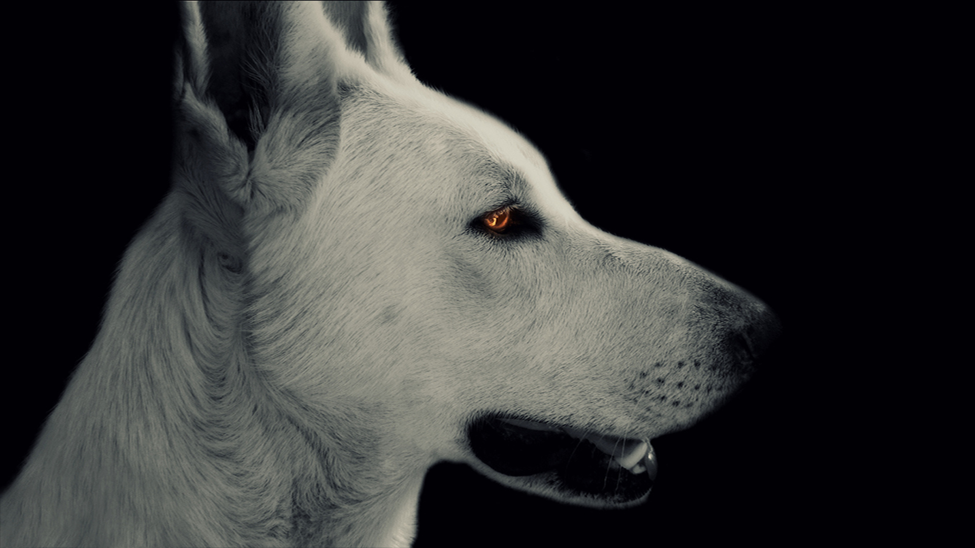 379706 Bild herunterladen tiere, weißer schäferhund, hunde - Hintergrundbilder und Bildschirmschoner kostenlos