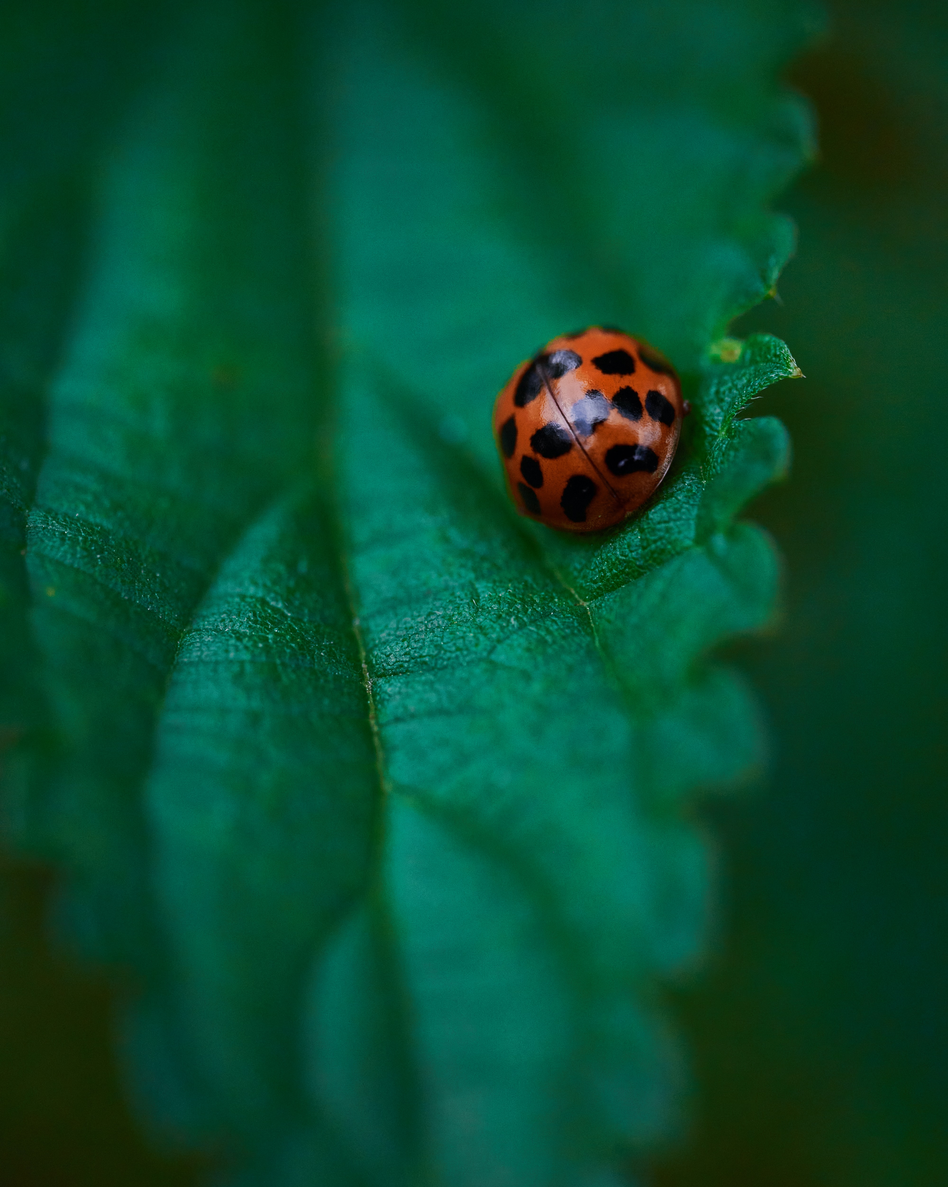 Download mobile wallpaper Ladybird, Sheet, Leaf, Veins, Macro, Ladybug for free.