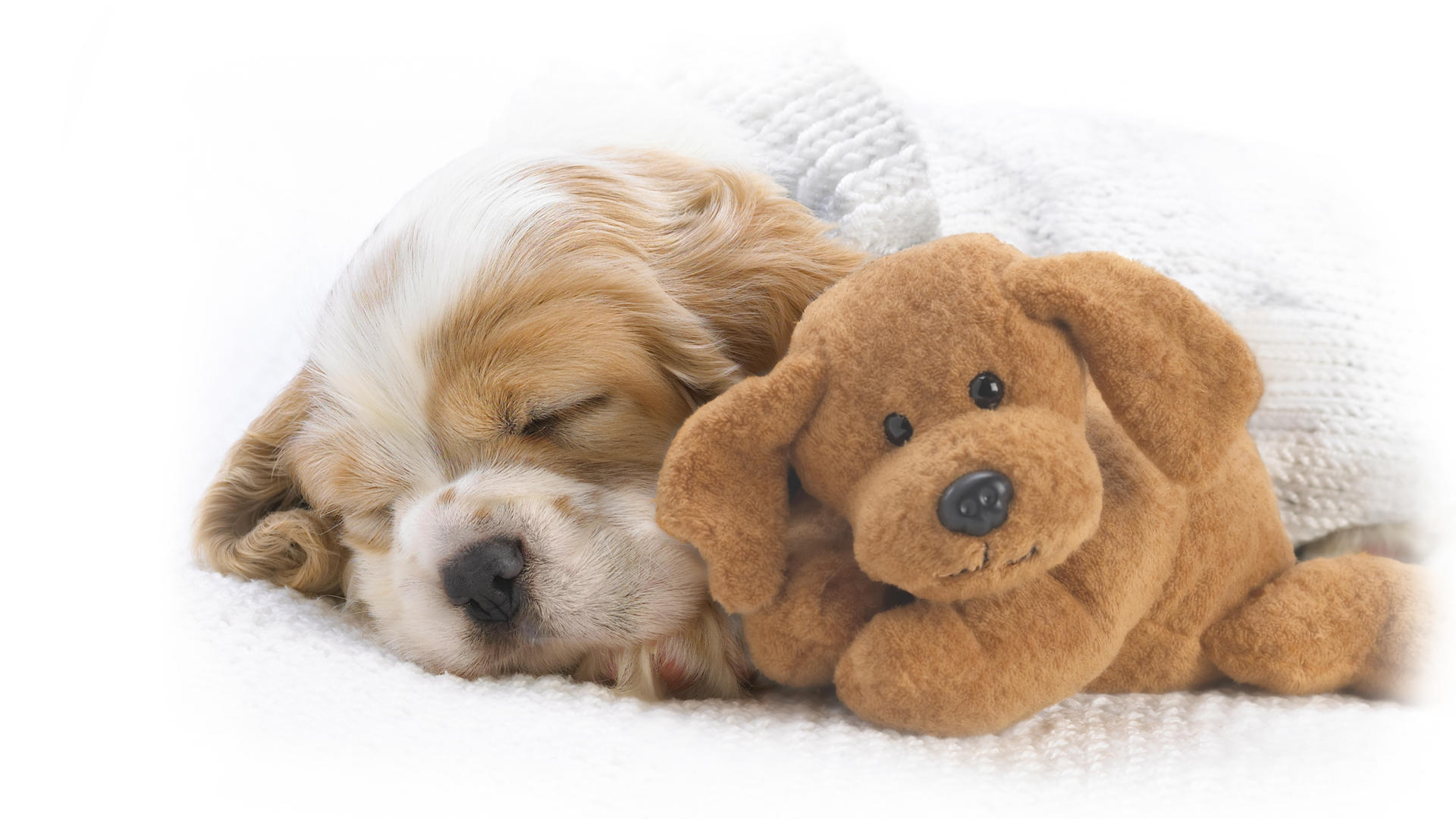 Handy-Wallpaper Tiere, Spielzeug, Hund, Süß, Welpen, Schlafen, Ausgestopftes Tier kostenlos herunterladen.
