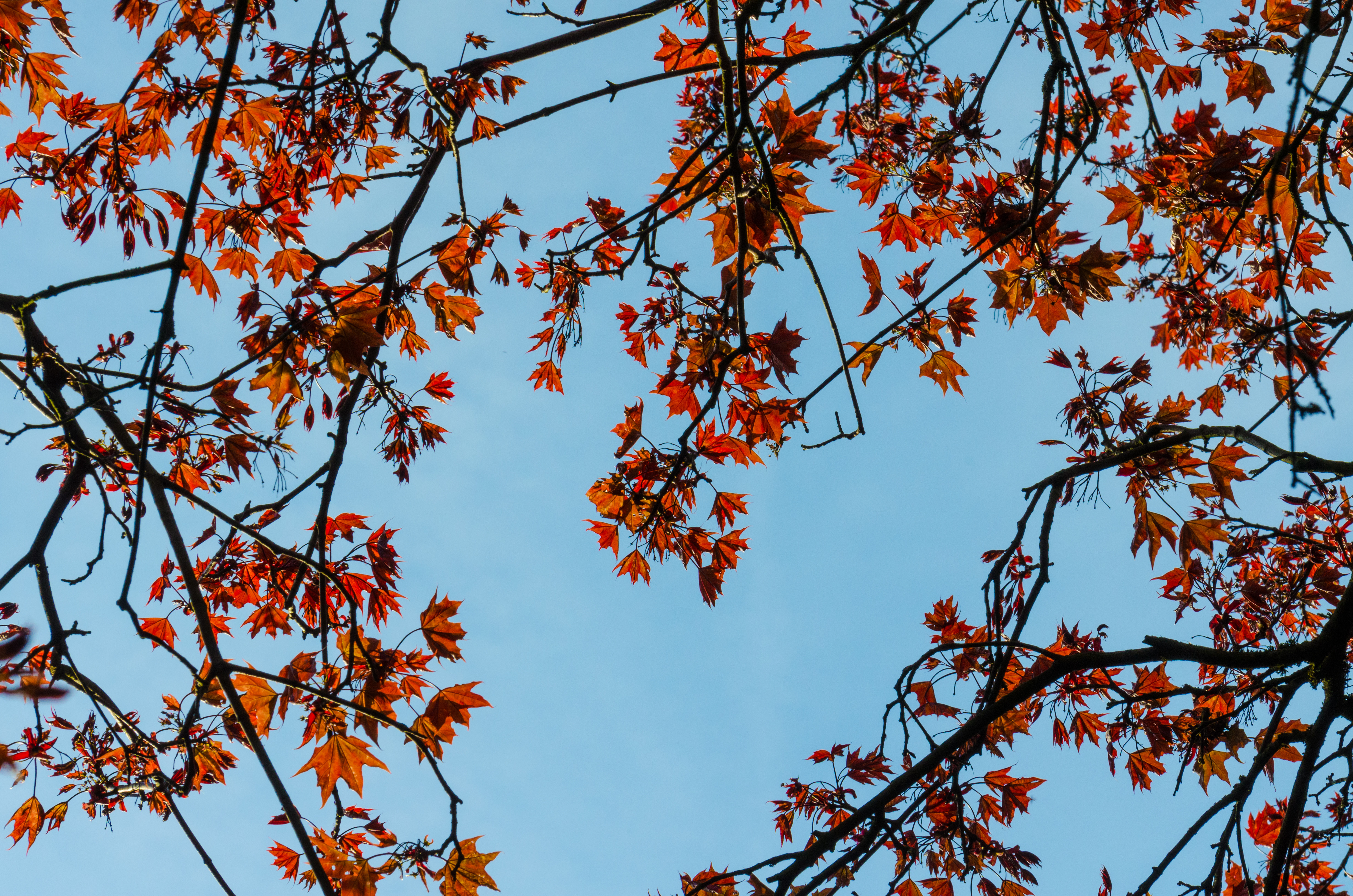 Laden Sie das Sky, Geäst, Zweige, Ahorn, Holz, Natur, Baum, Blätter-Bild kostenlos auf Ihren PC-Desktop herunter