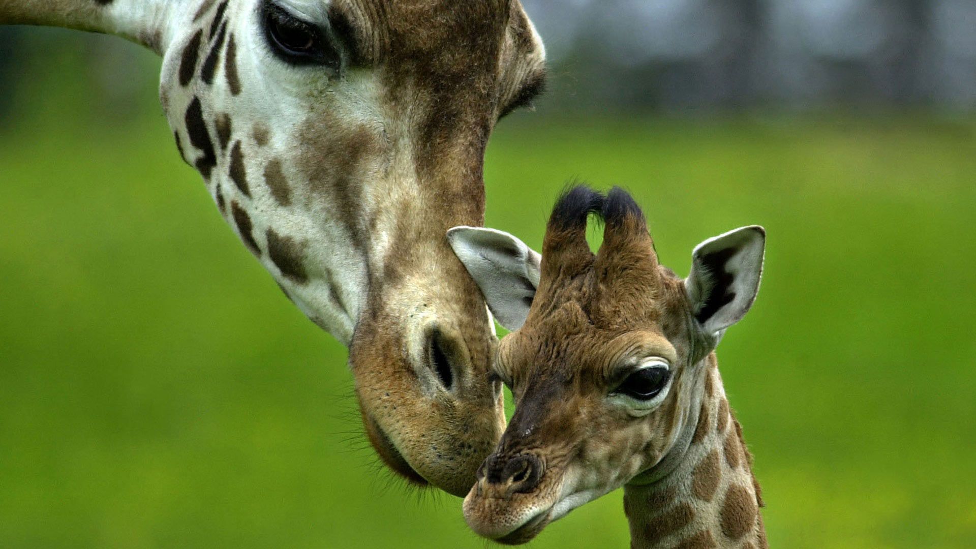 Free download wallpaper Animals, Young, Spotted, Spotty, Head, Joey, Care, Giraffe on your PC desktop