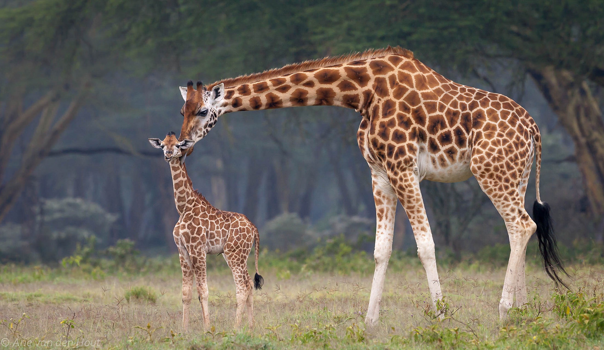 Baixe gratuitamente a imagem Animais, Girafa, Animal Bebê na área de trabalho do seu PC