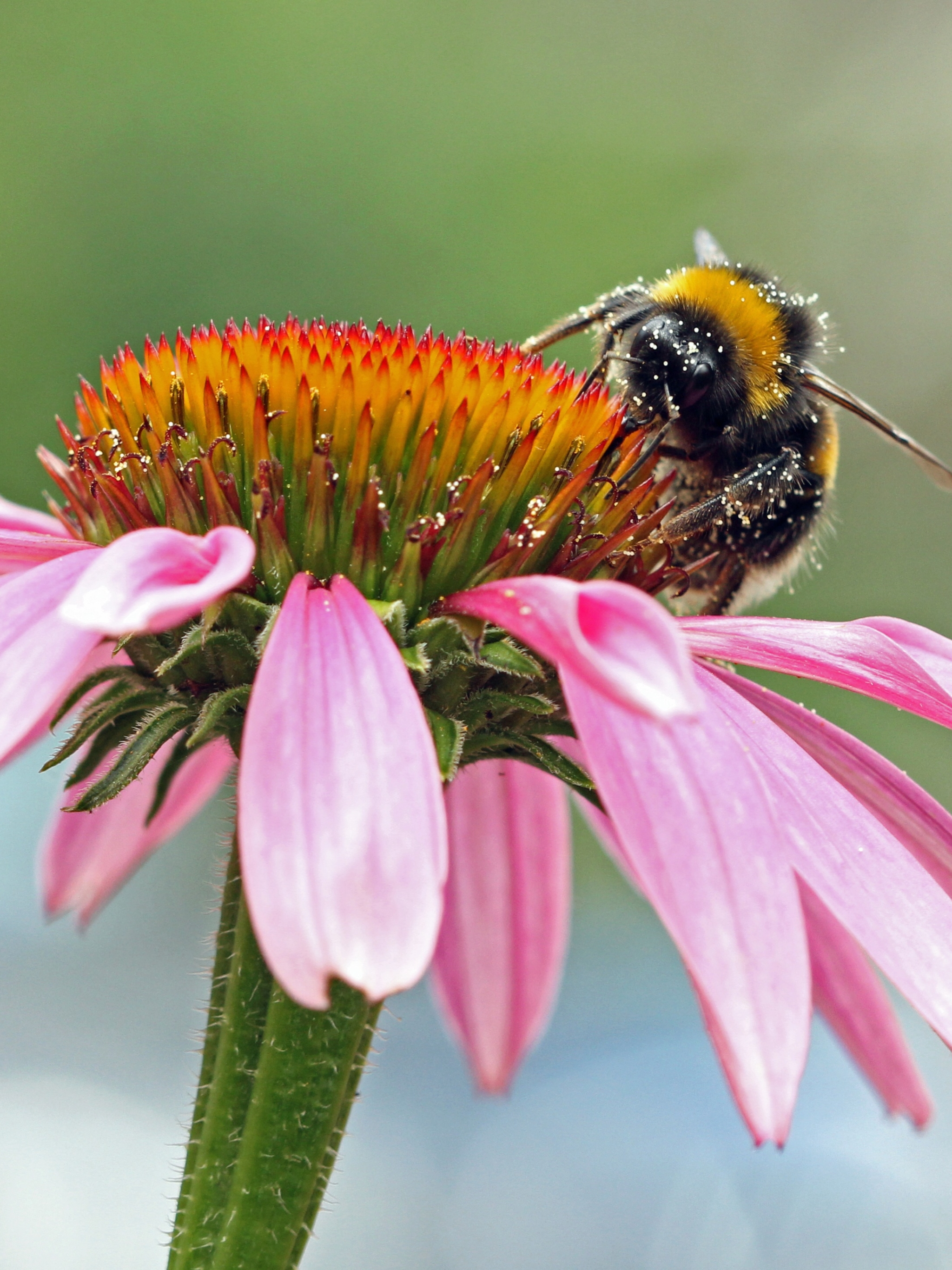 無料モバイル壁紙動物, 昆虫, 花, 大きい, 蜂, ピンクの花, 虫をダウンロードします。