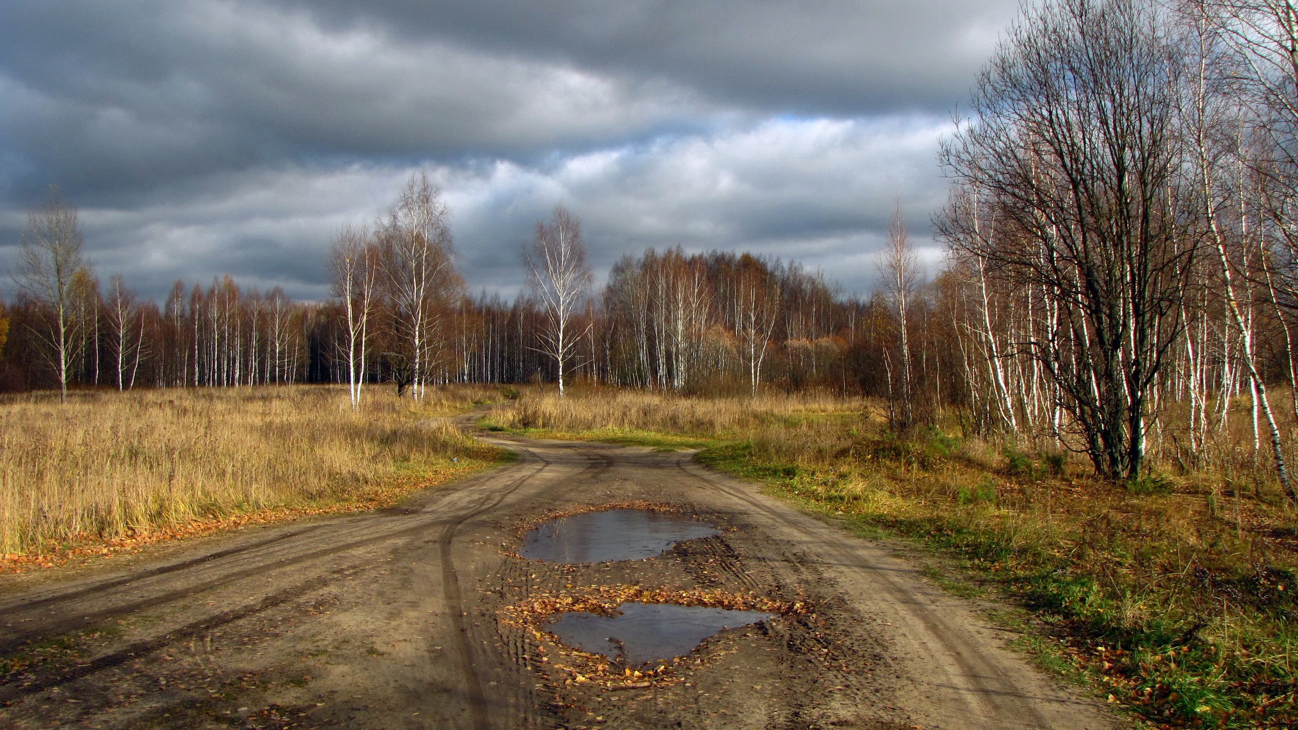nature, road, forest, country, puddles, countryside, withering
