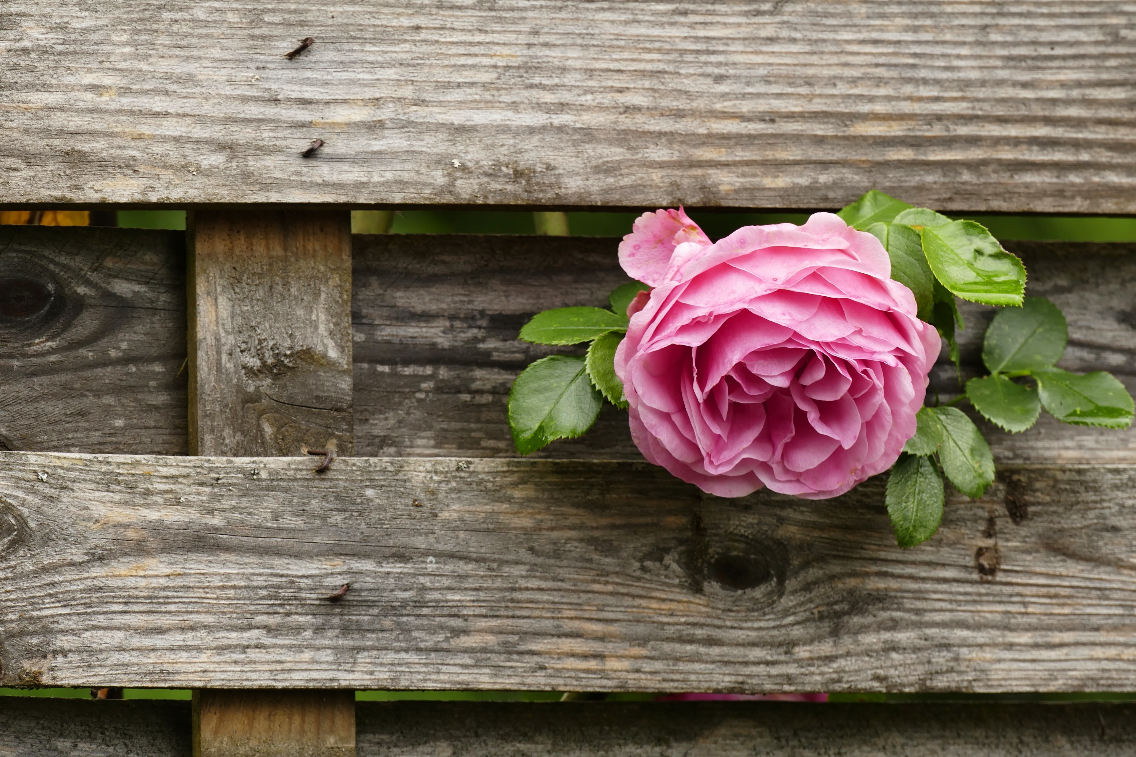 Download mobile wallpaper Flowers, Flower, Rose, Earth, Fence for free.