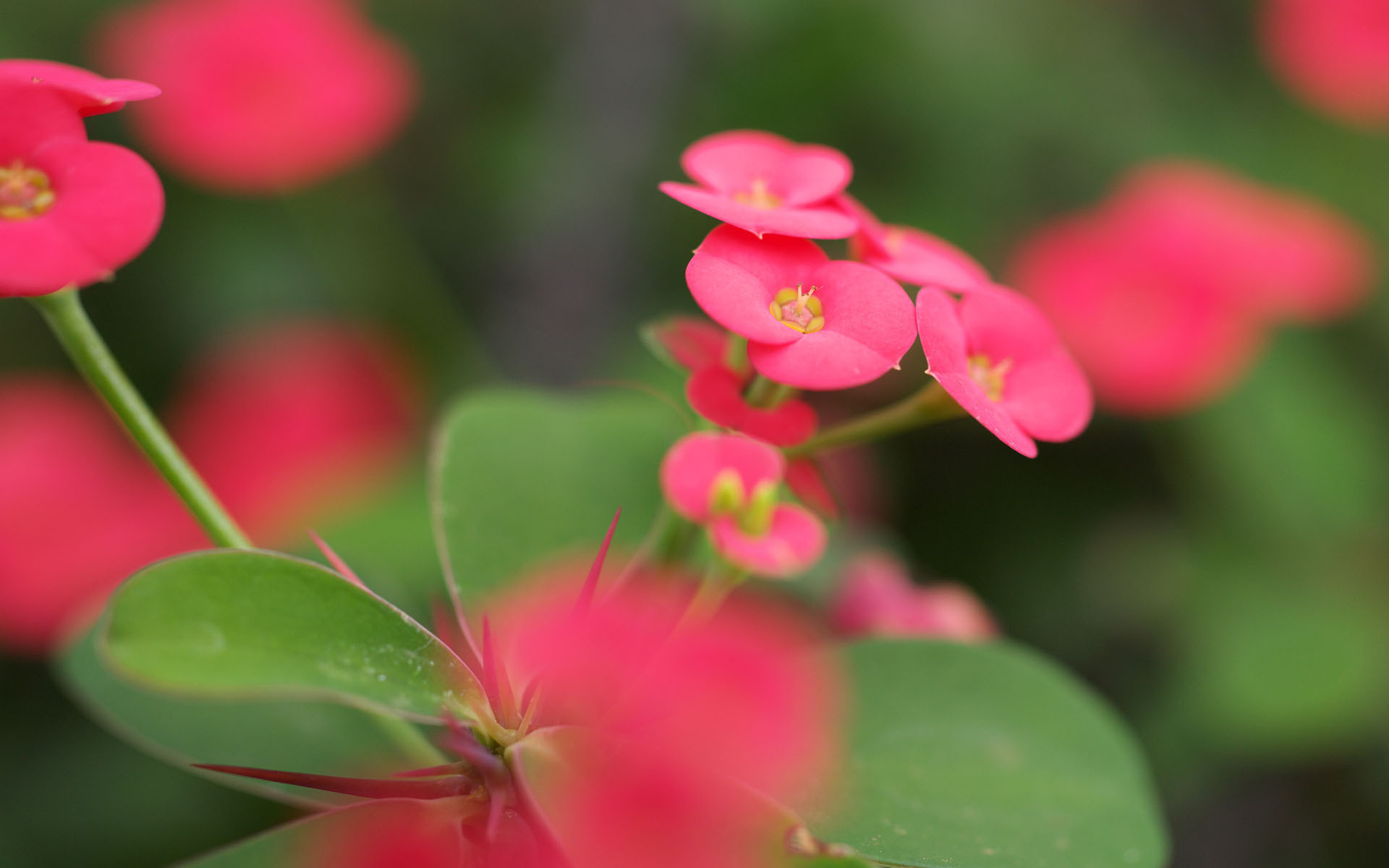 Baixe gratuitamente a imagem Flores, Flor, Terra/natureza na área de trabalho do seu PC