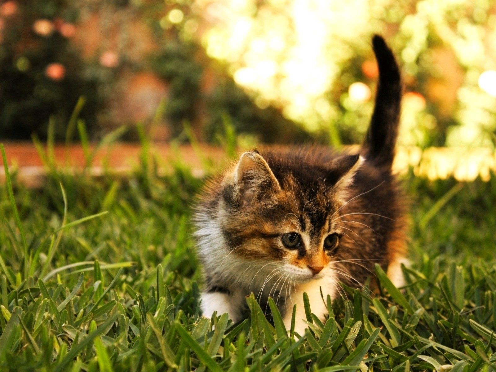 Laden Sie das Bummel, Spaziergang, Flauschige, Grass, Tiere, Kätzchen-Bild kostenlos auf Ihren PC-Desktop herunter